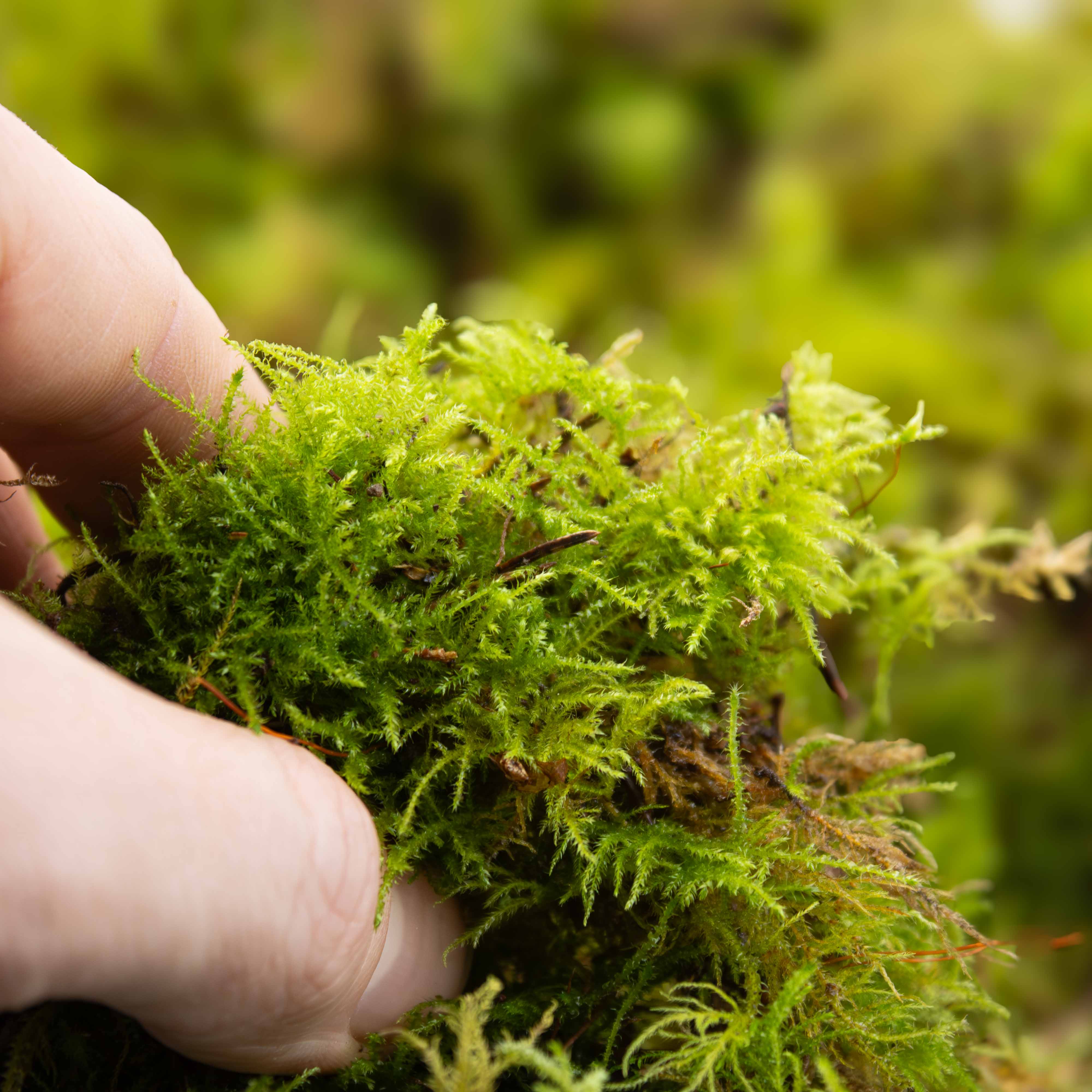 Live Fern Moss (Thuidium tamariscinum) - Image 5