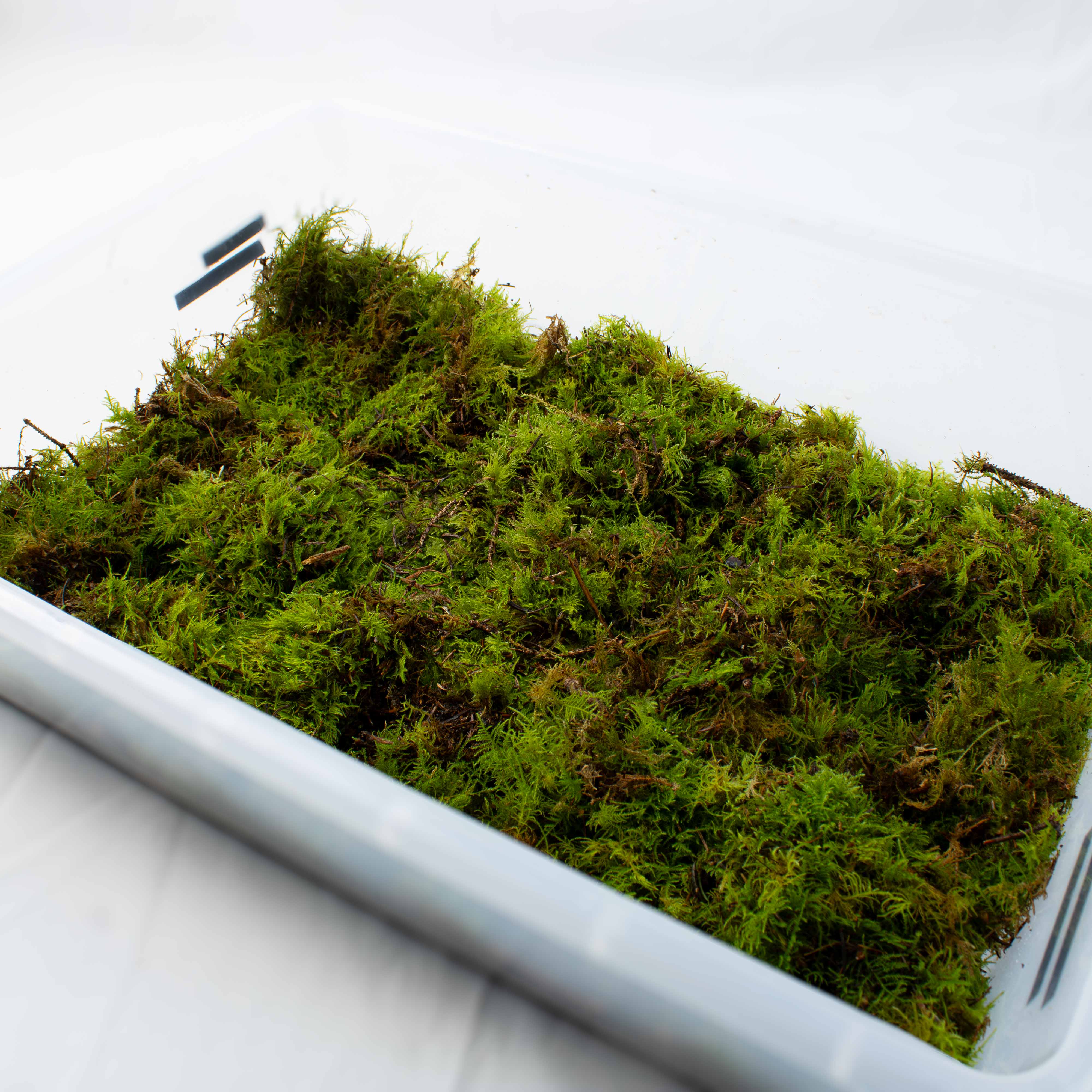 Live Fern Moss (Thuidium tamariscinum) - Image 6