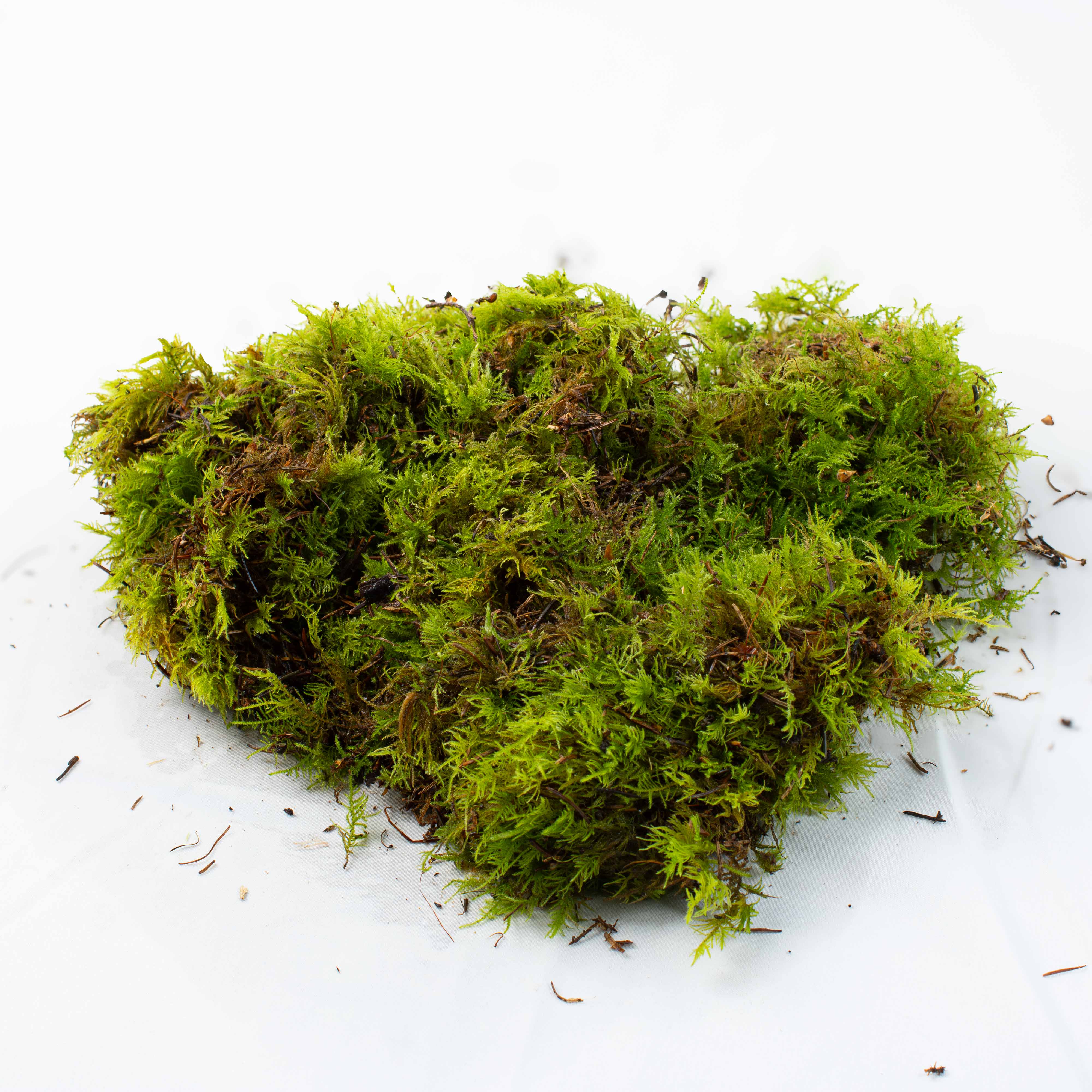 Live Fern Moss (Thuidium tamariscinum) - Image 7