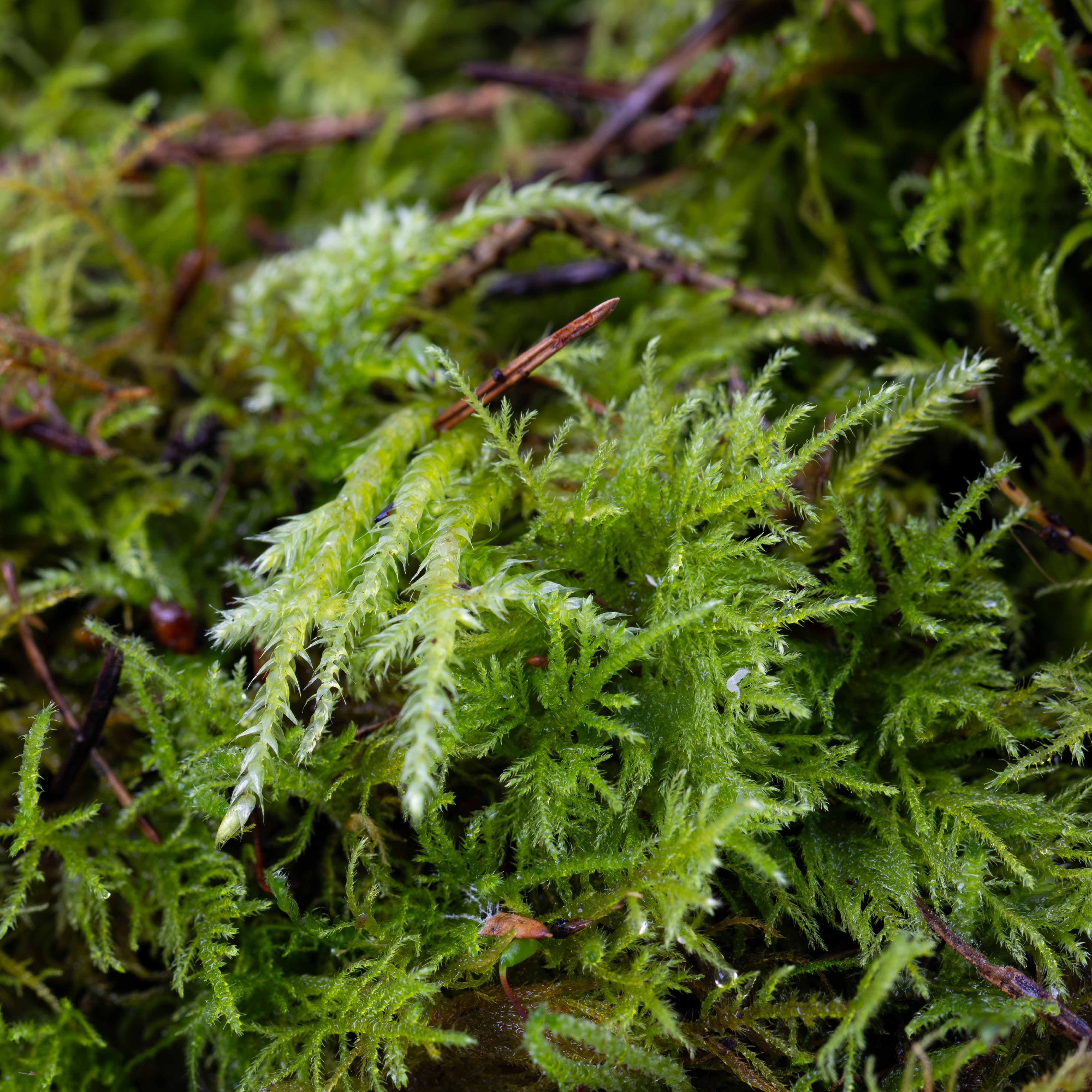 Live Fern Moss (Thuidium tamariscinum) - Image 8