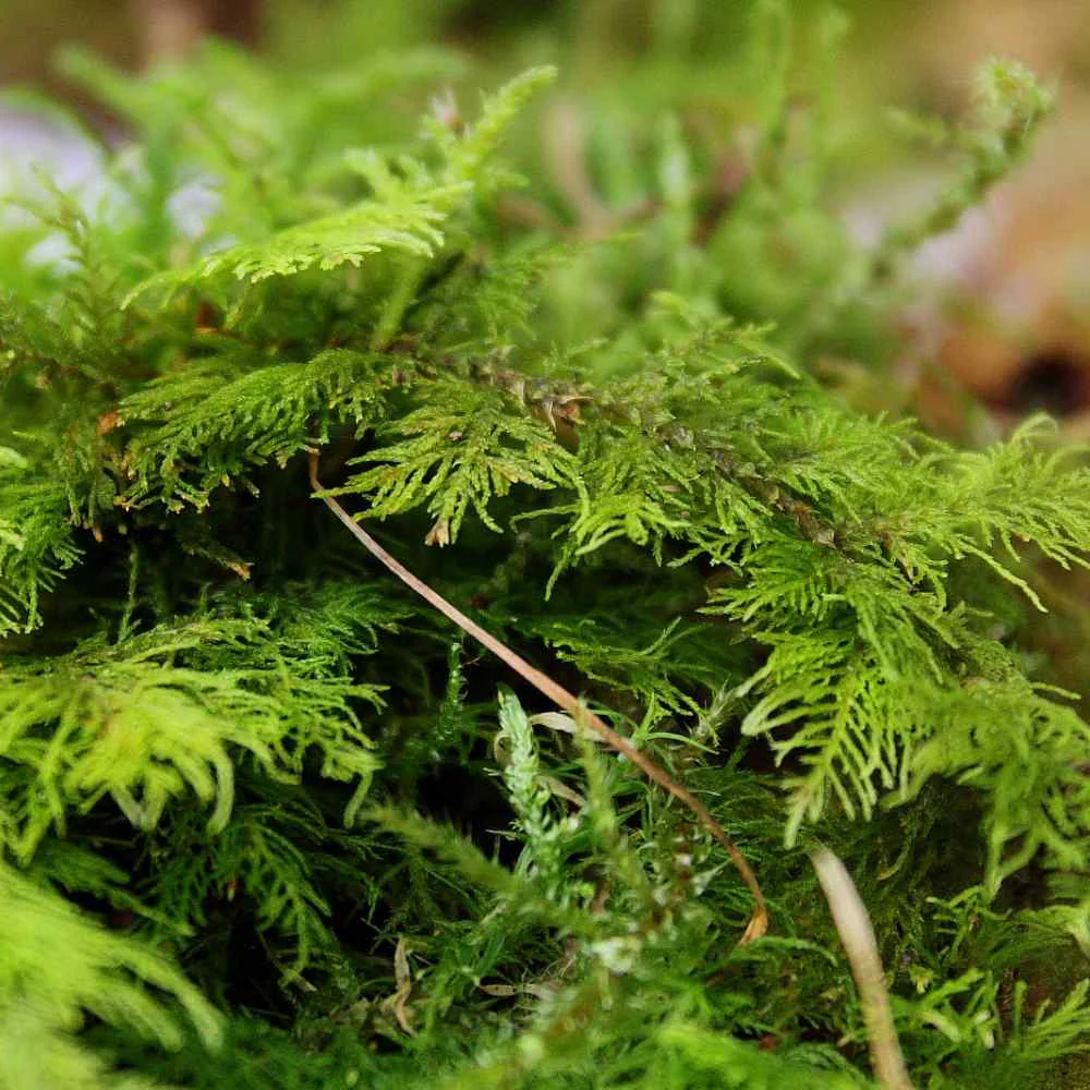 Live Fern Moss (Thuidium tamariscinum) - Image 9