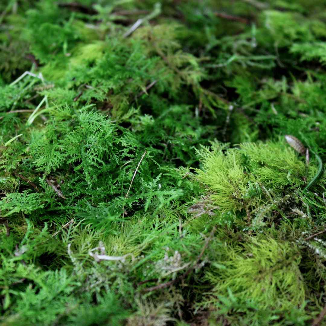 Live Moss Bundle - Image 10