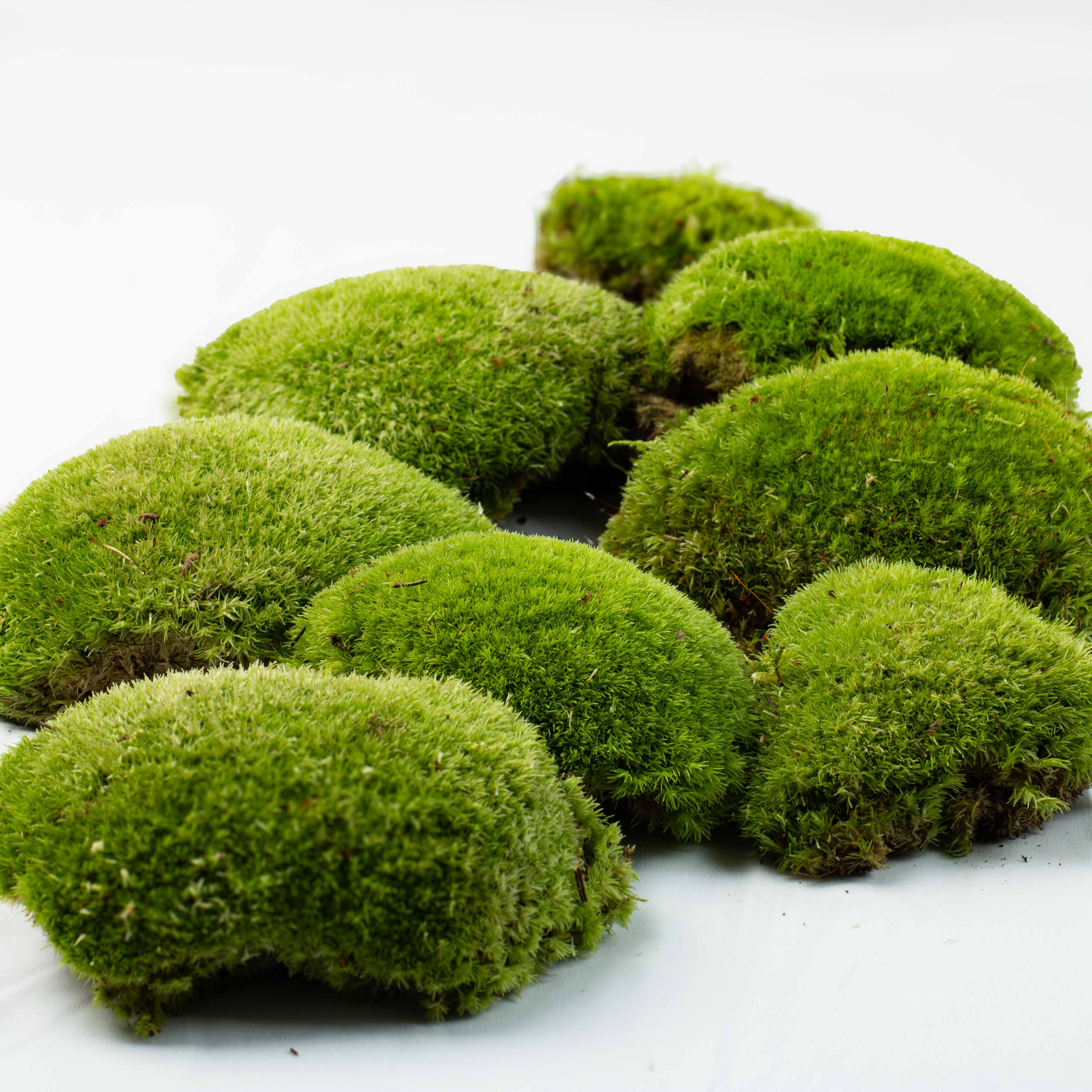 Live Moss Bundle - Image 12