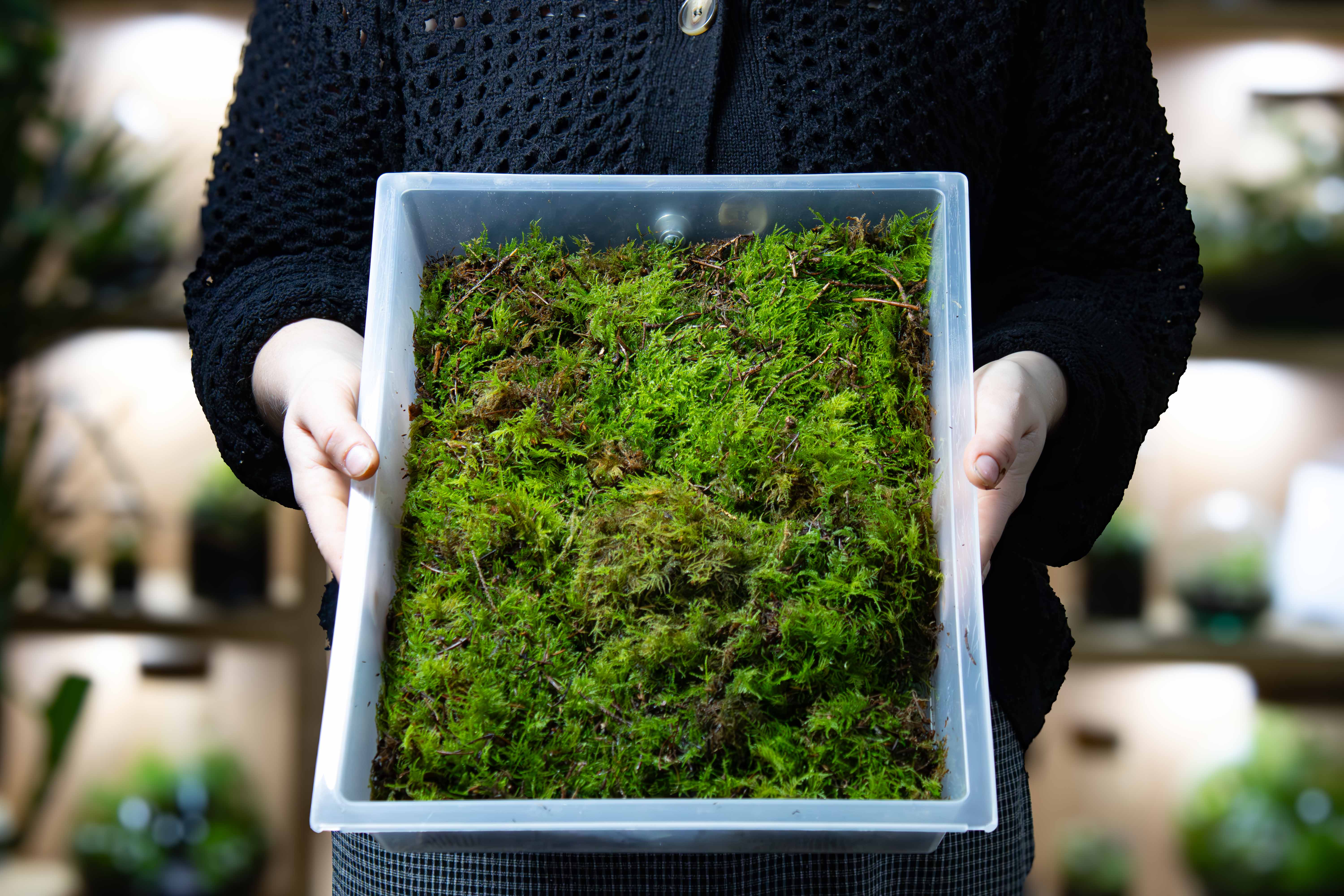 Live Moss Bundle - Image 15