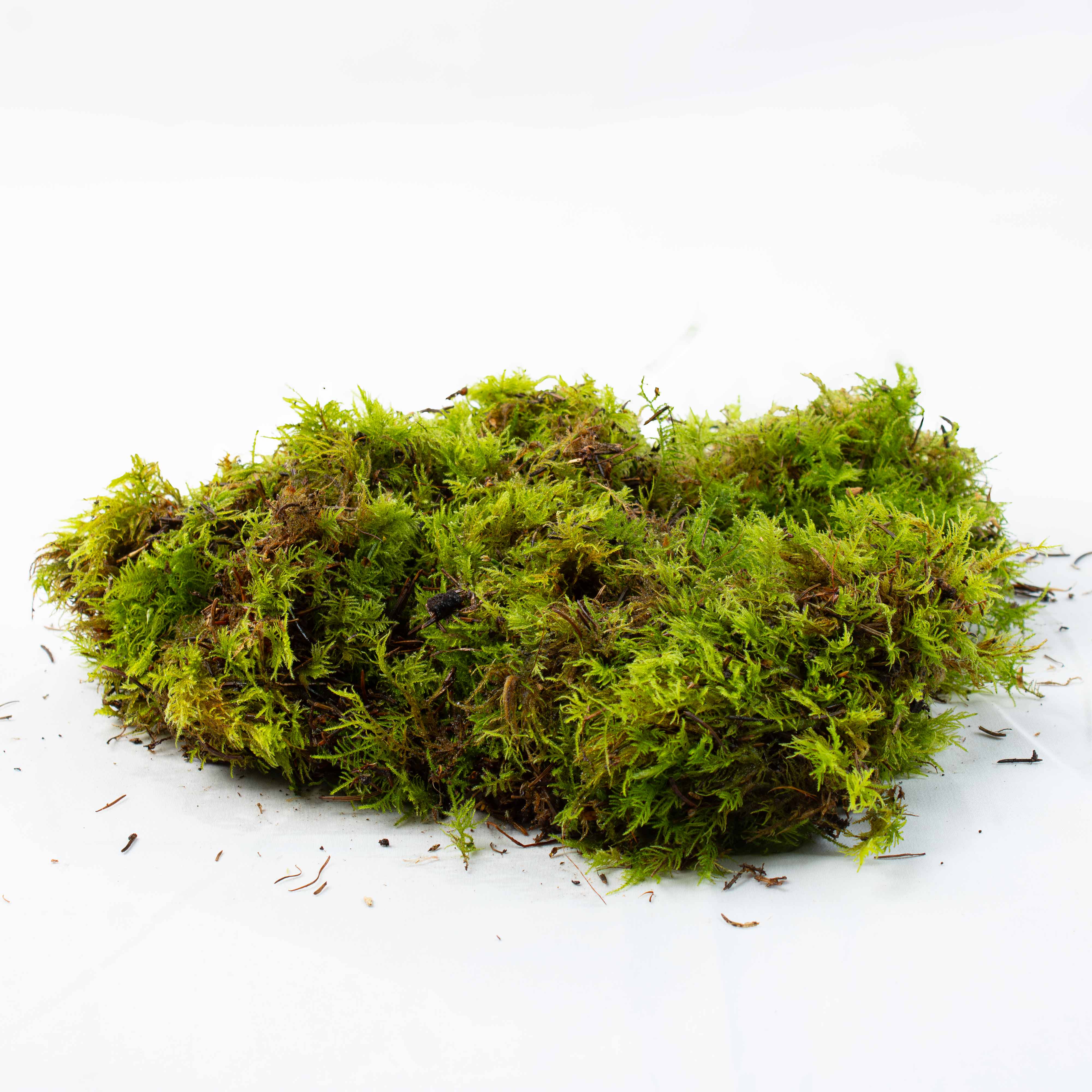 Live Moss Bundle - Image 16