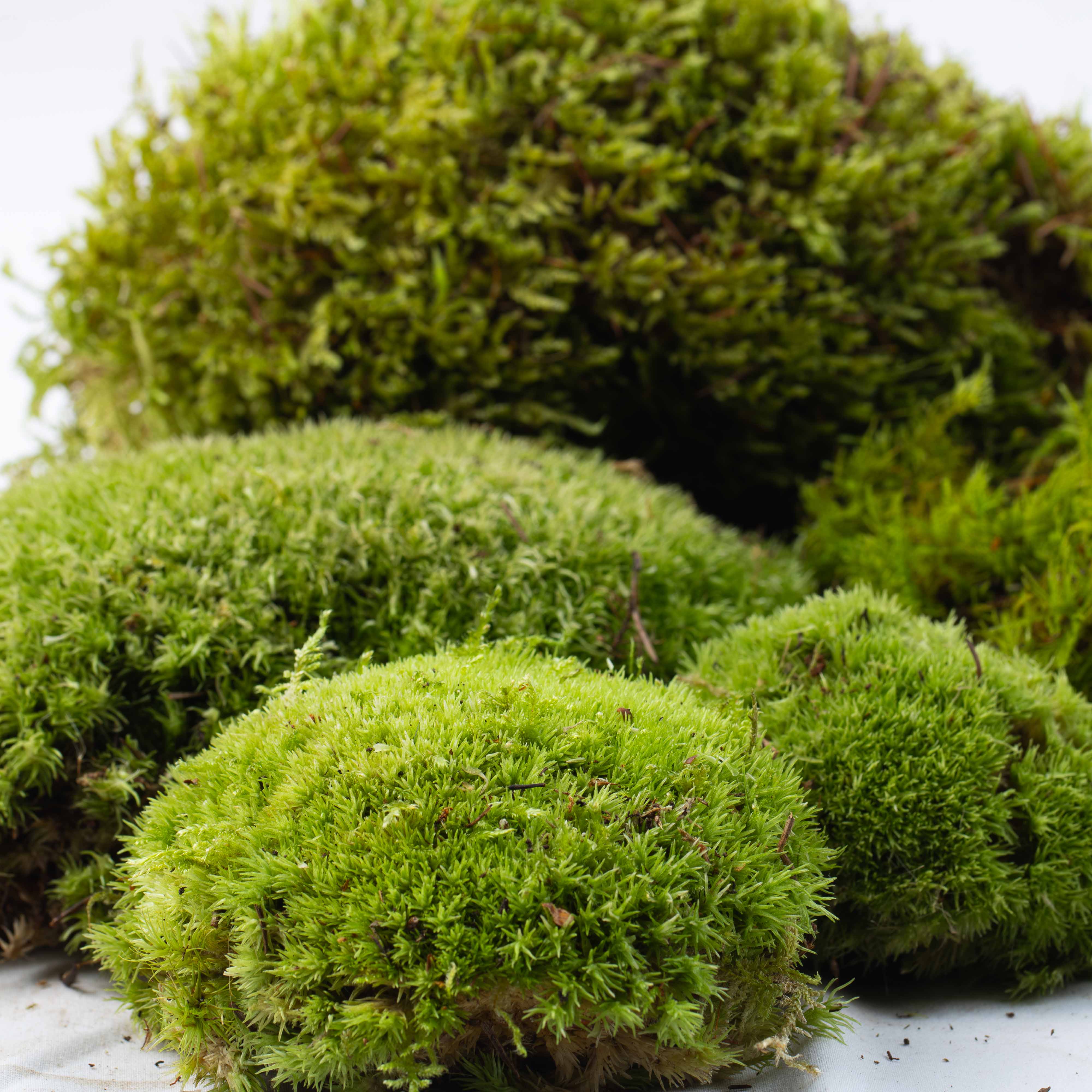 Live Moss Bundle - Image 3
