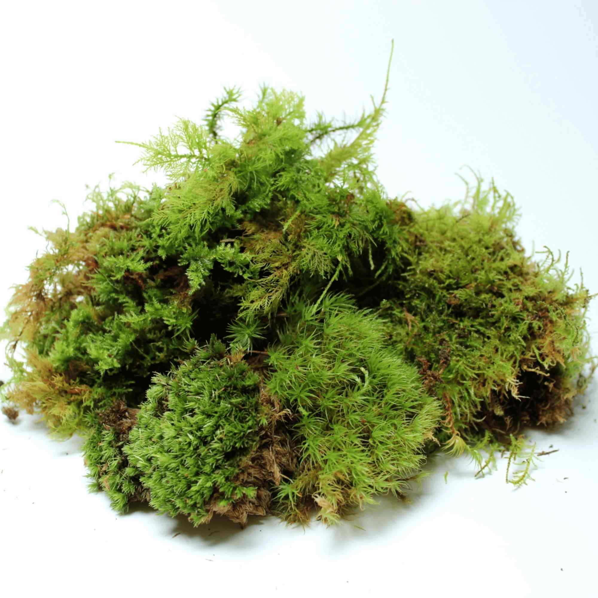 Live Moss Bundle - Image 4