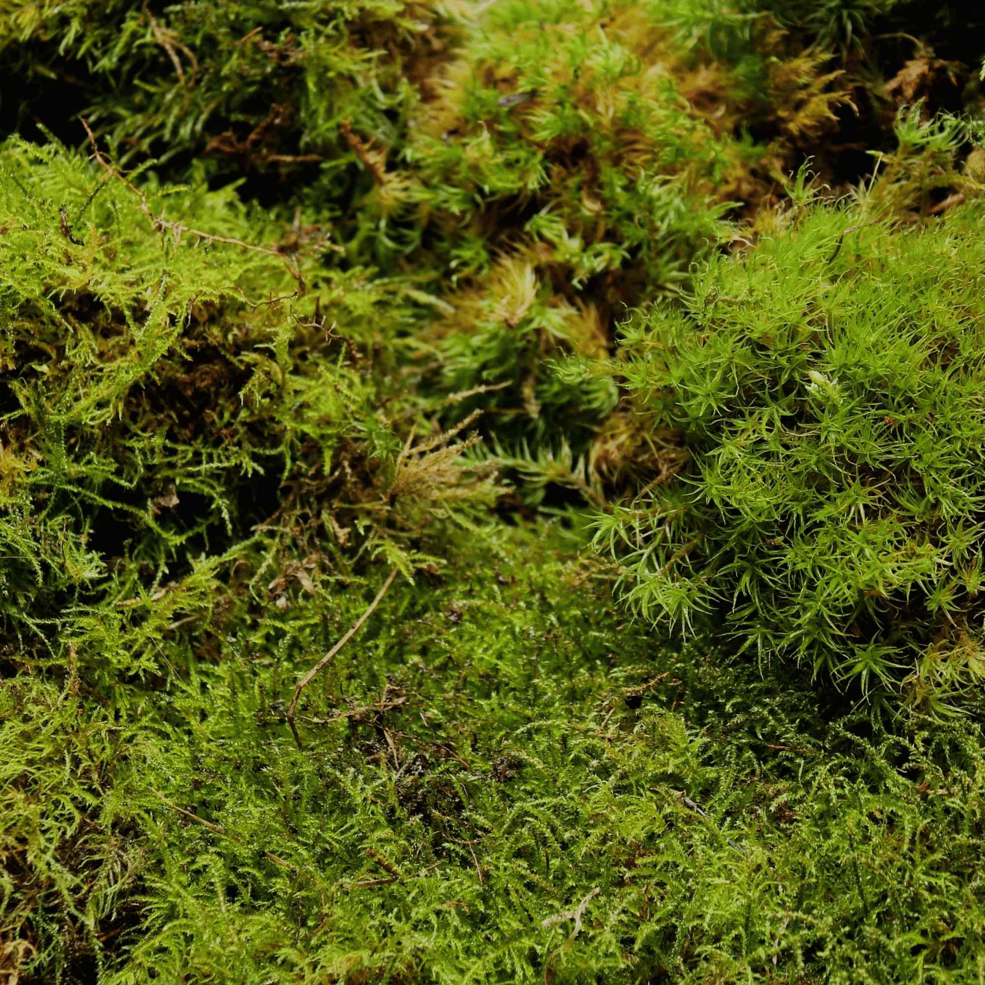 Live Moss Bundle - Image 5