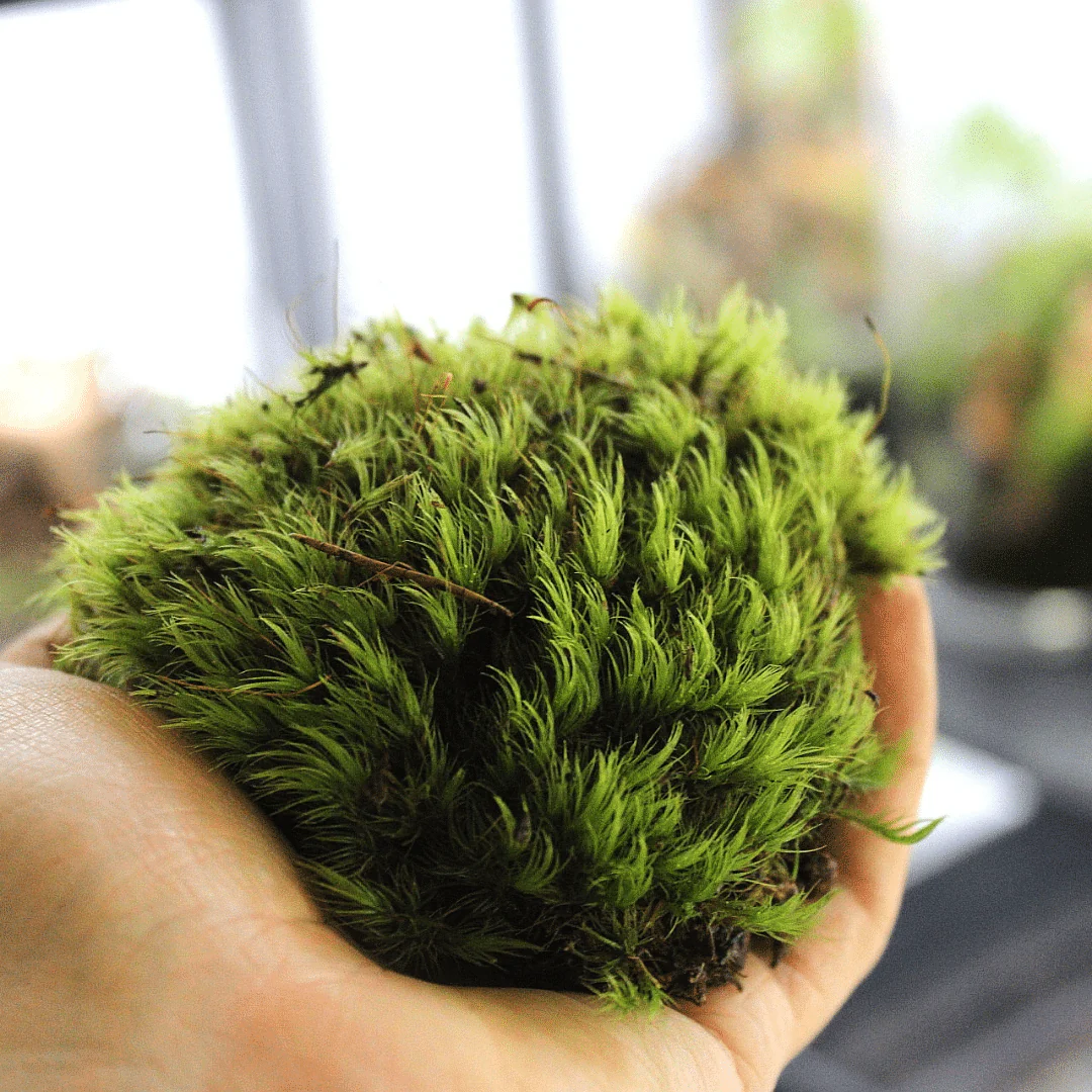 Live Moss Bundle - Image 6
