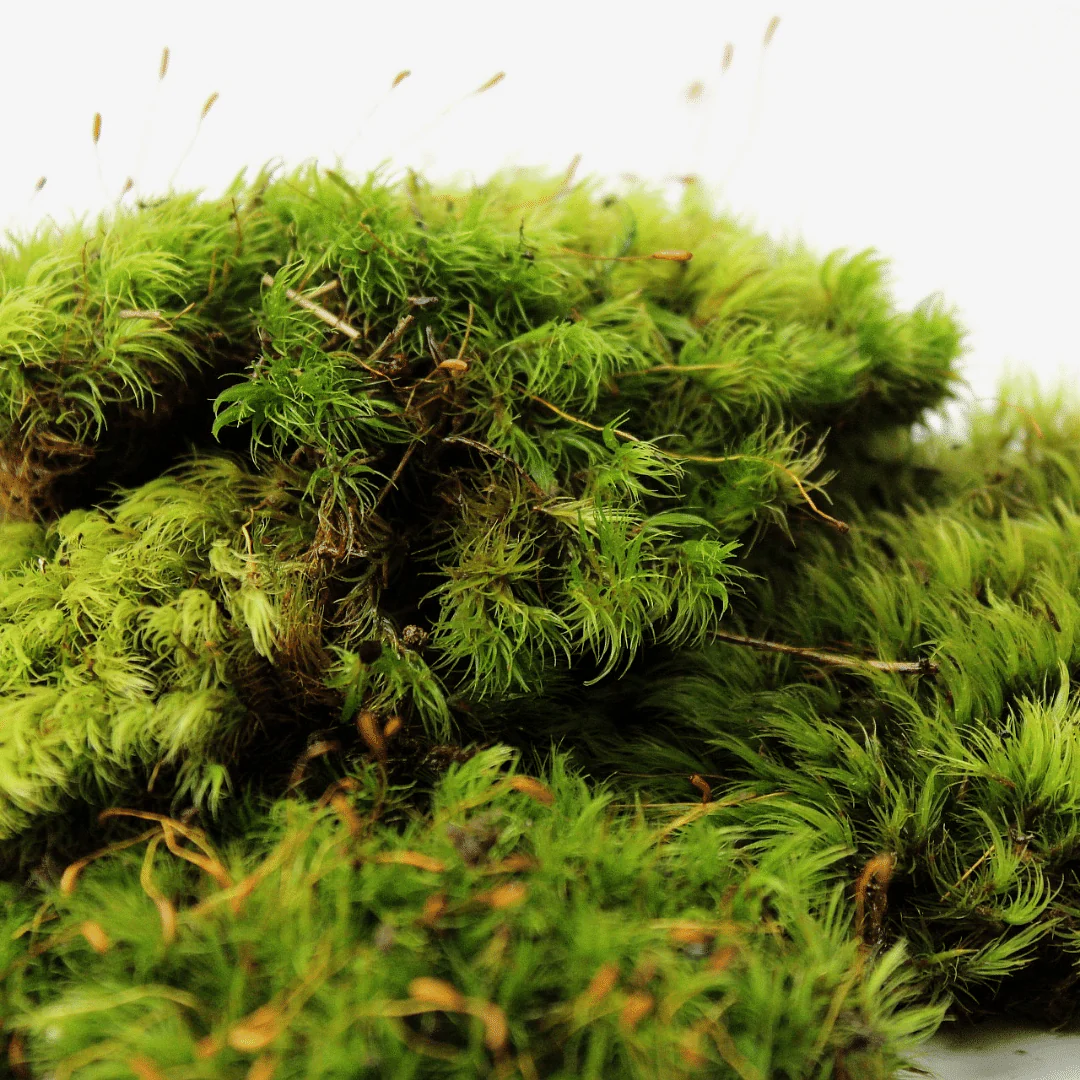 Live Moss Bundle - Image 7