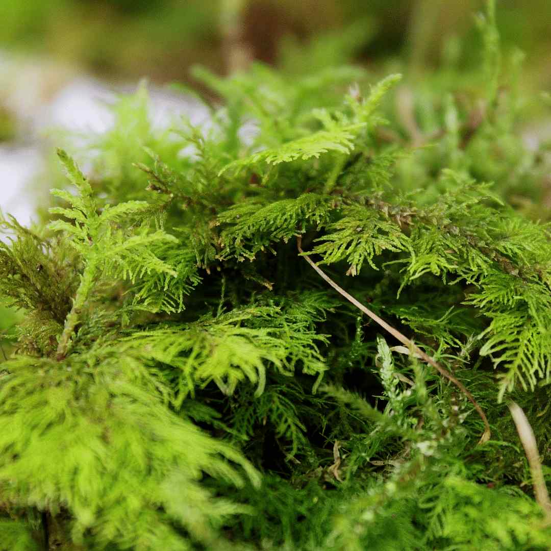 Live Moss Bundle - Image 8