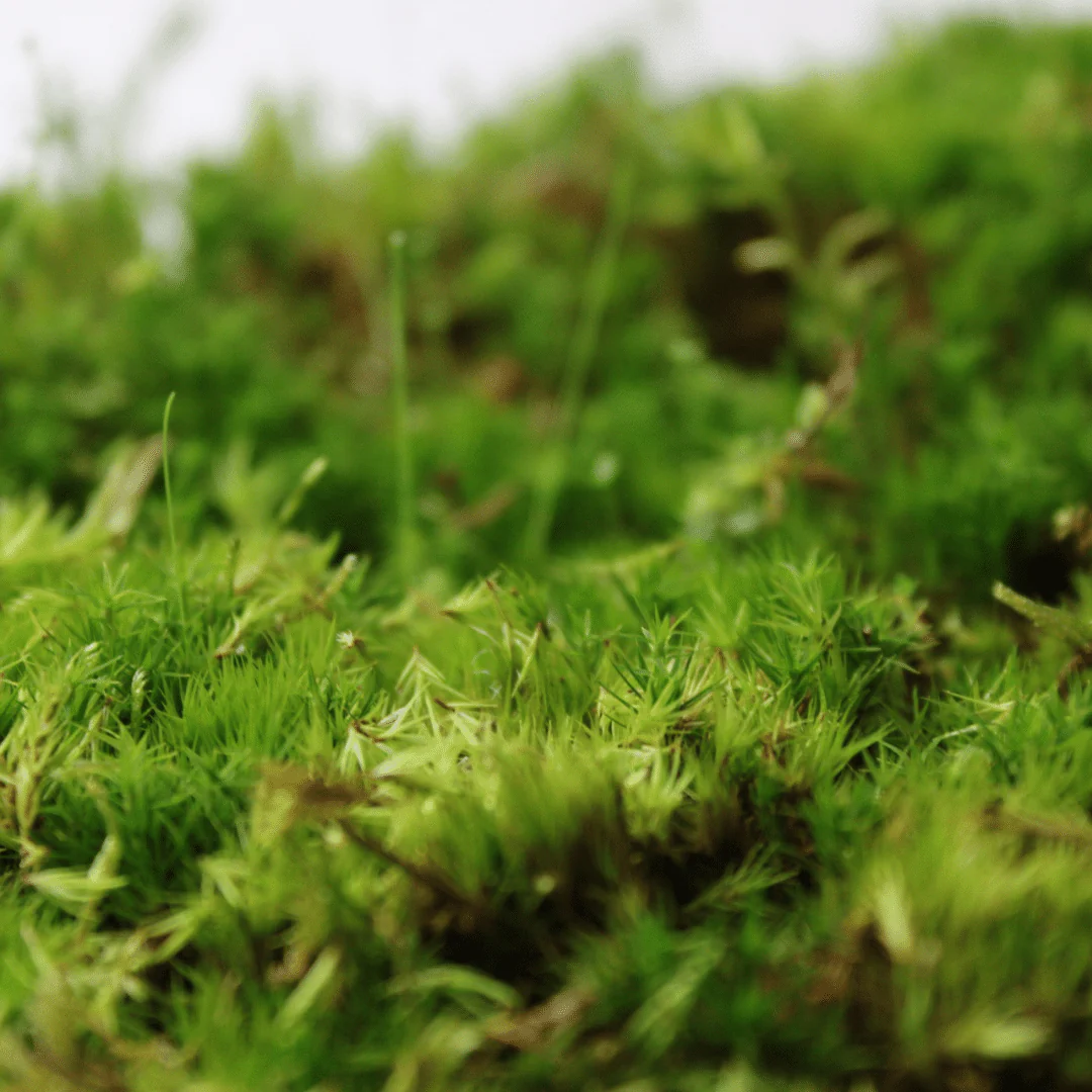 Live Moss Bundle - Image 9