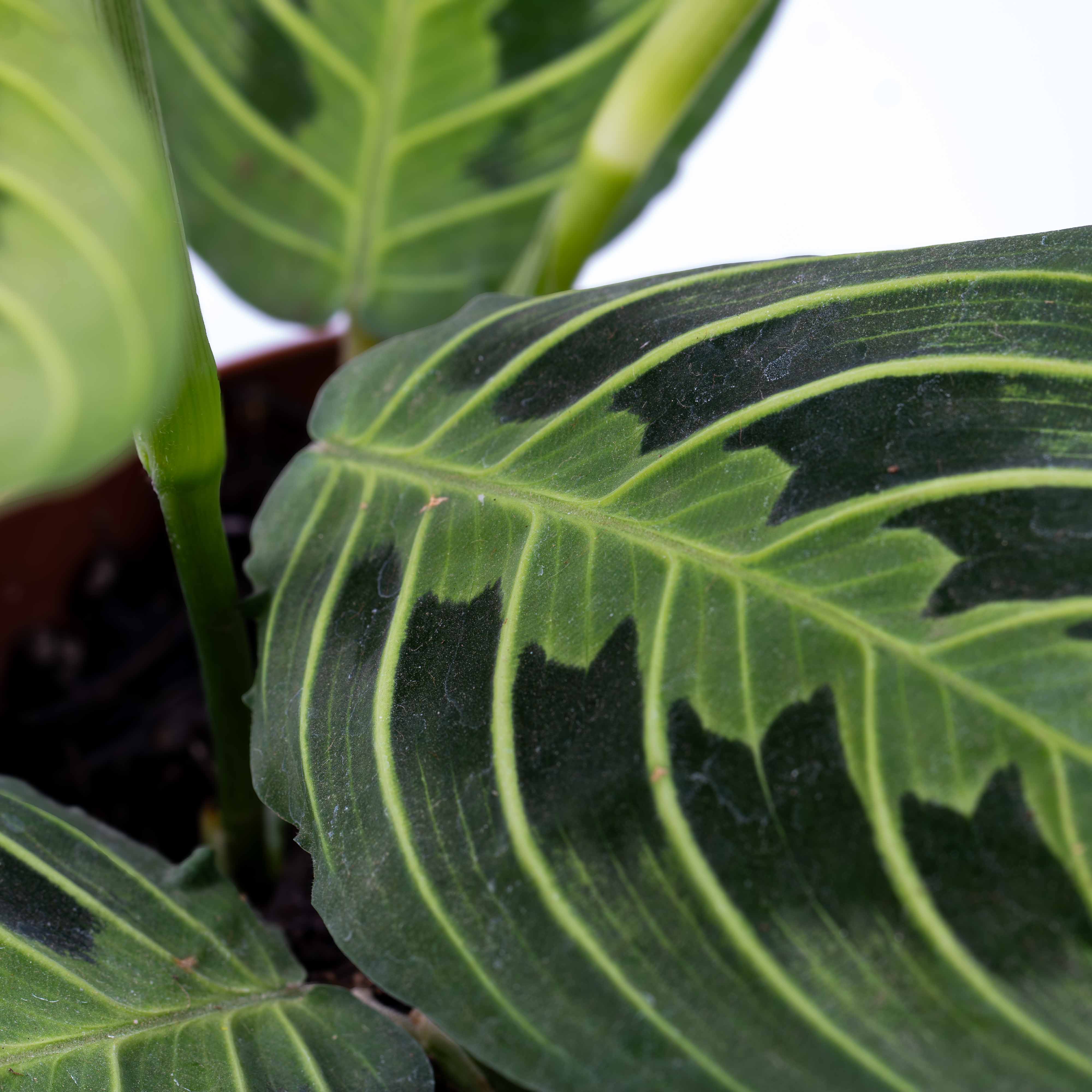 Maranta leuconeura 'Lemon Lime' (Prayer Plant) 12cm - Image 2