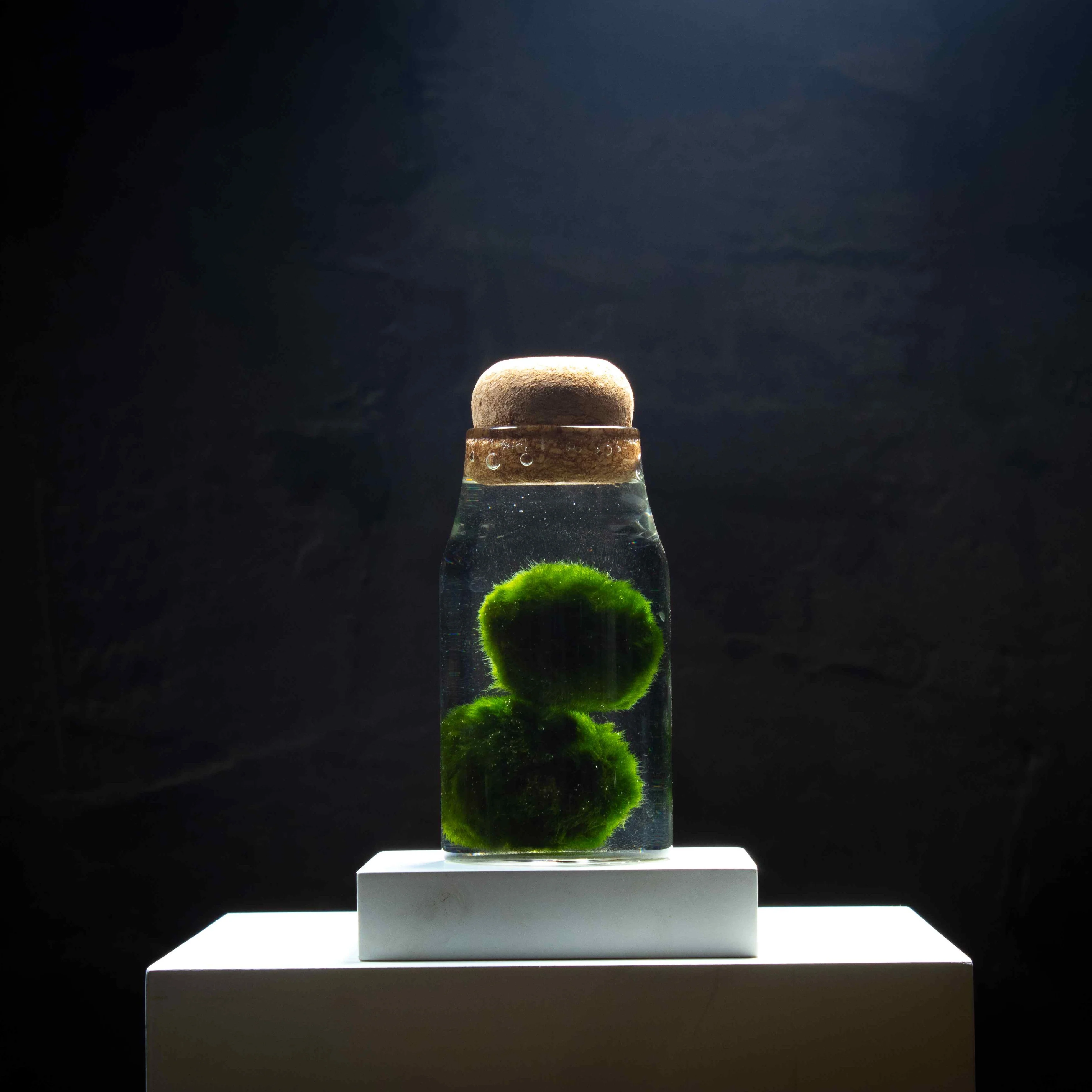Marimo Moss Ball Aquarium