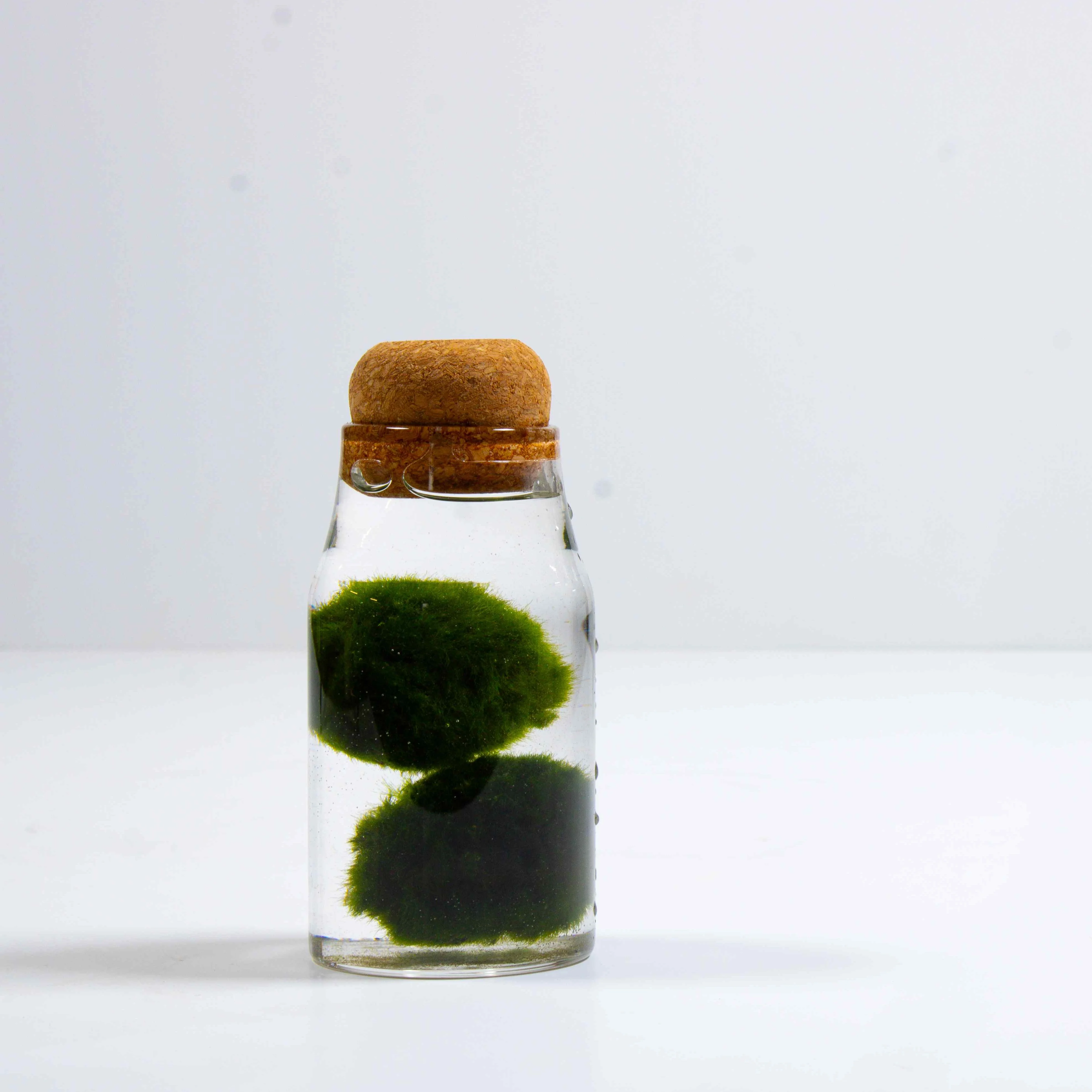 Marimo Moss Ball Aquarium - Image 2