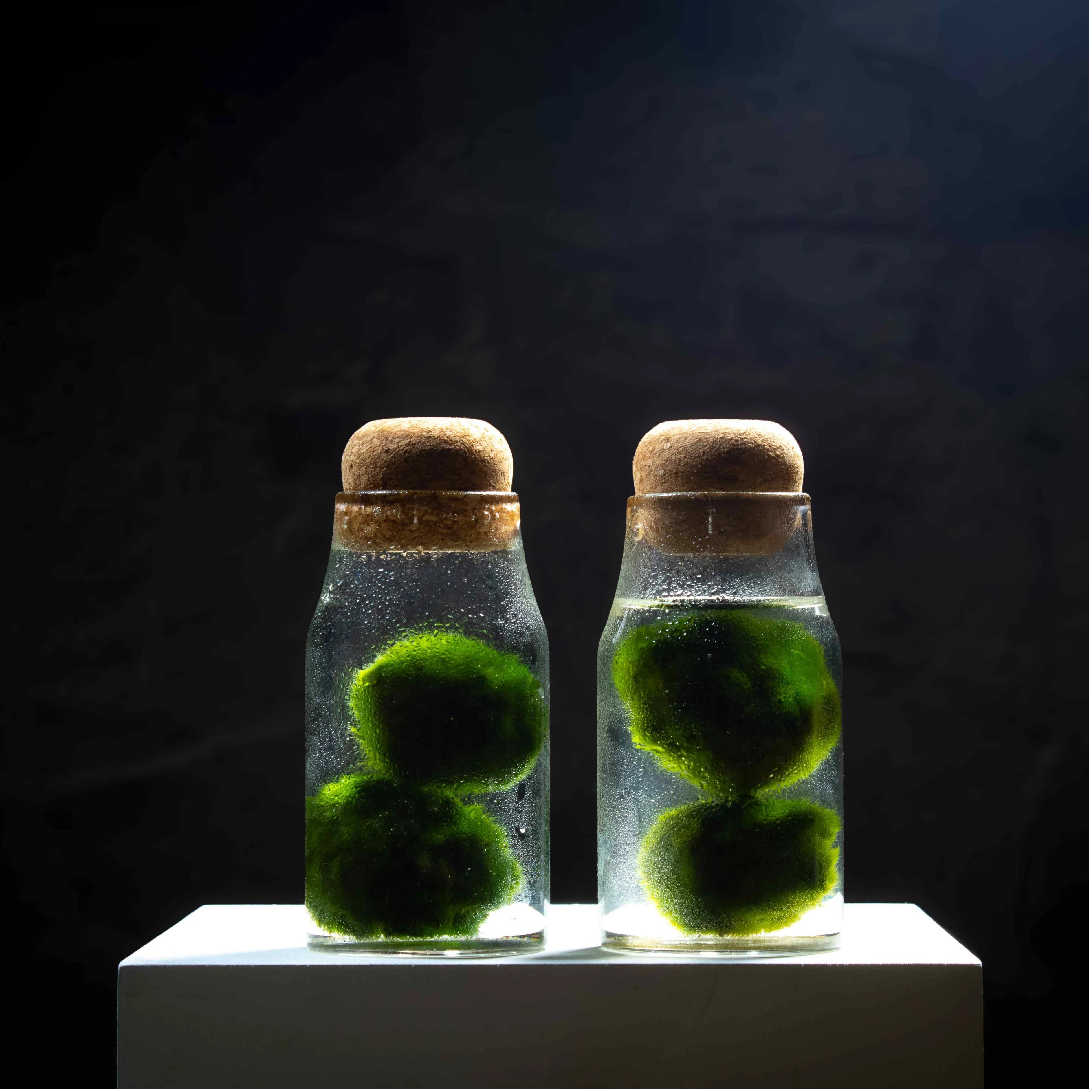 Marimo Moss Ball Aquarium - Image 3