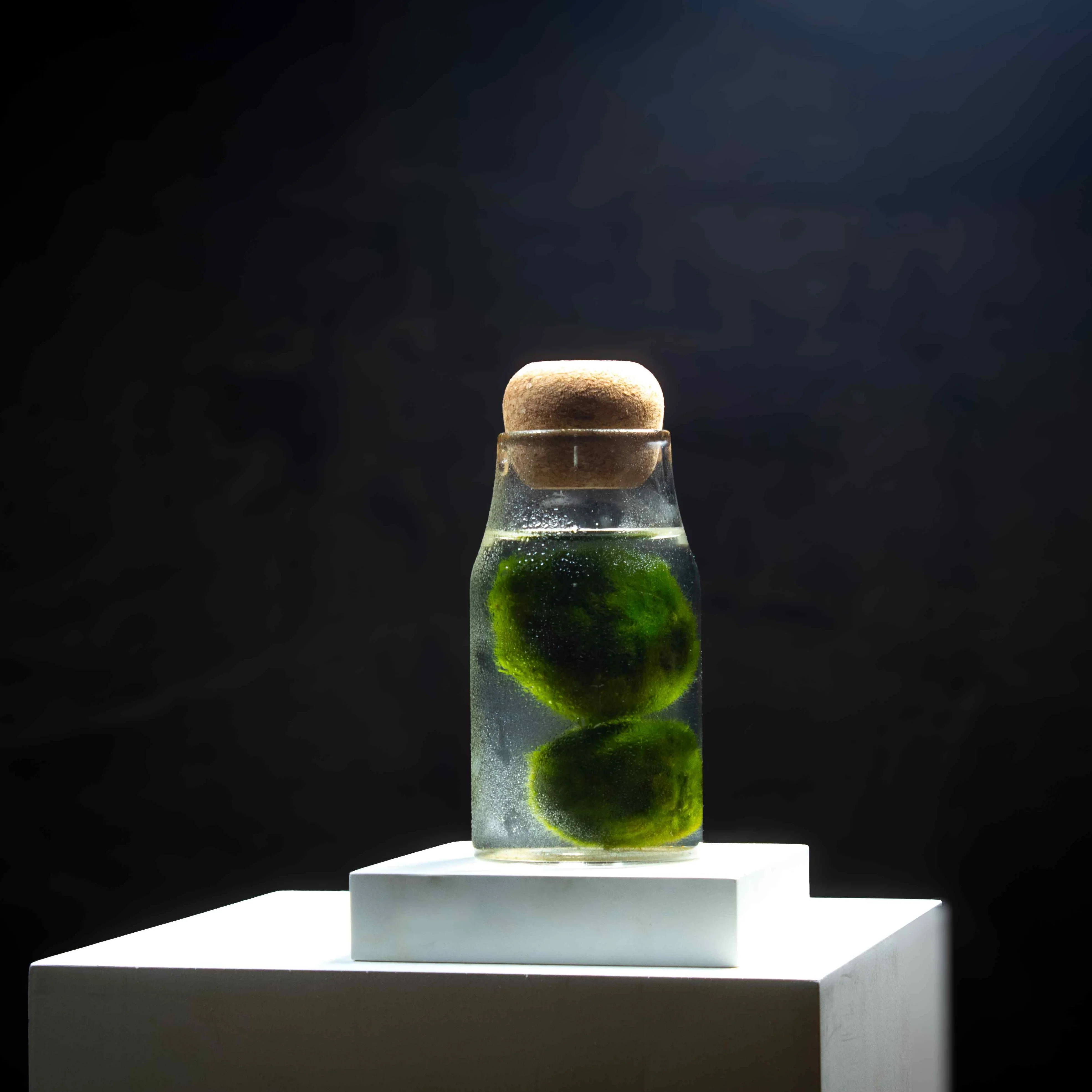 Marimo Moss Ball Aquarium - Image 4