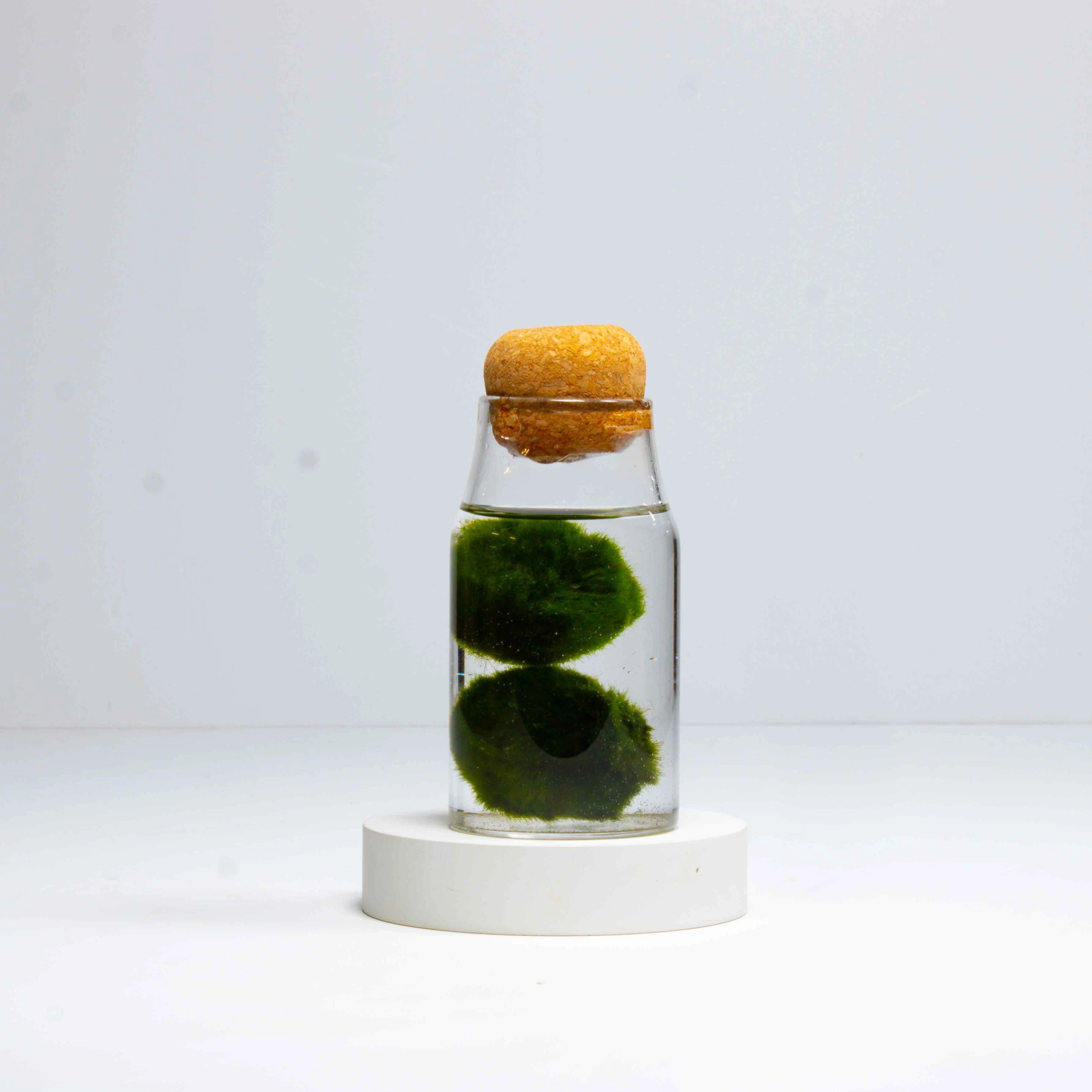Marimo Moss Ball Aquarium - Image 5