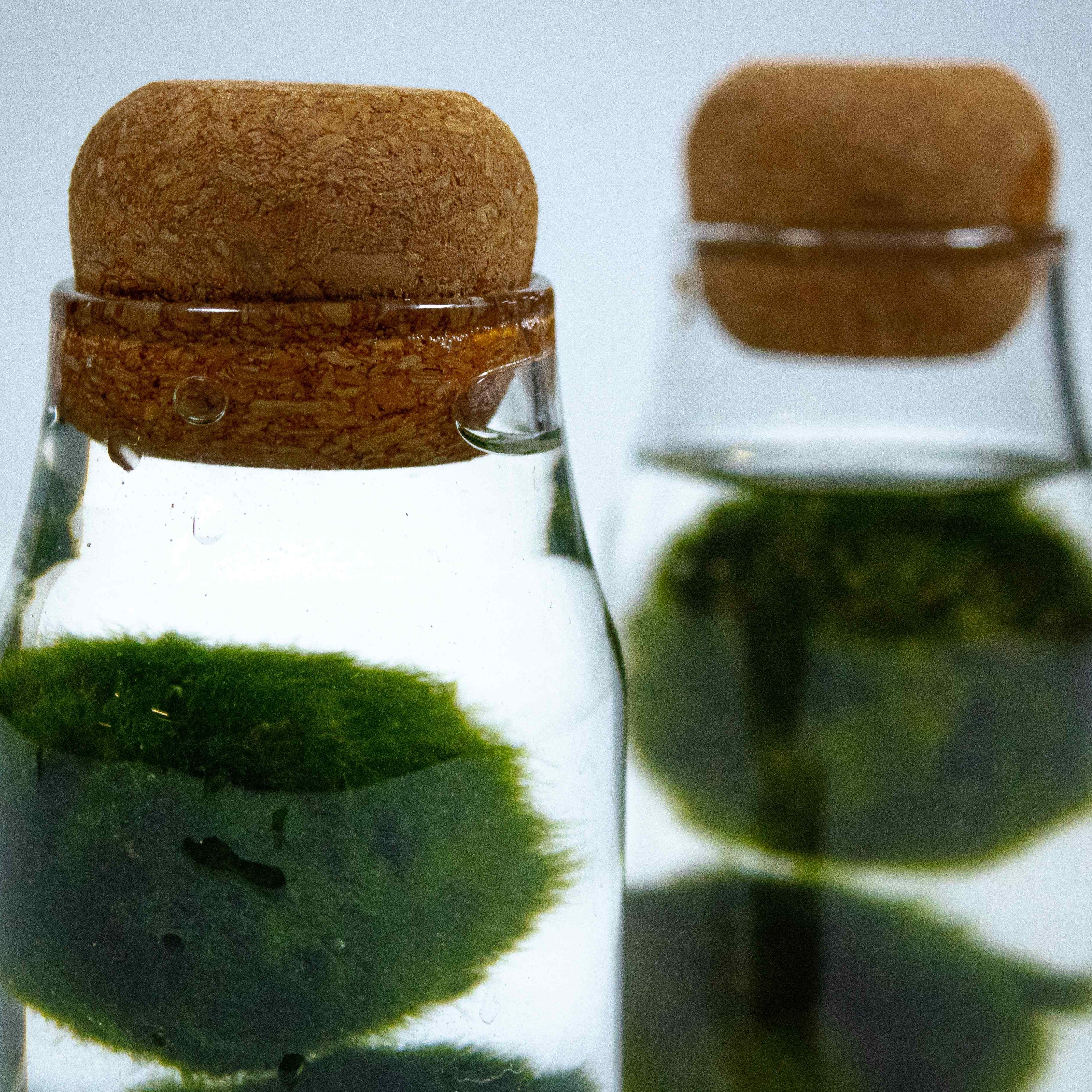 Marimo Moss Ball Aquarium - Image 6
