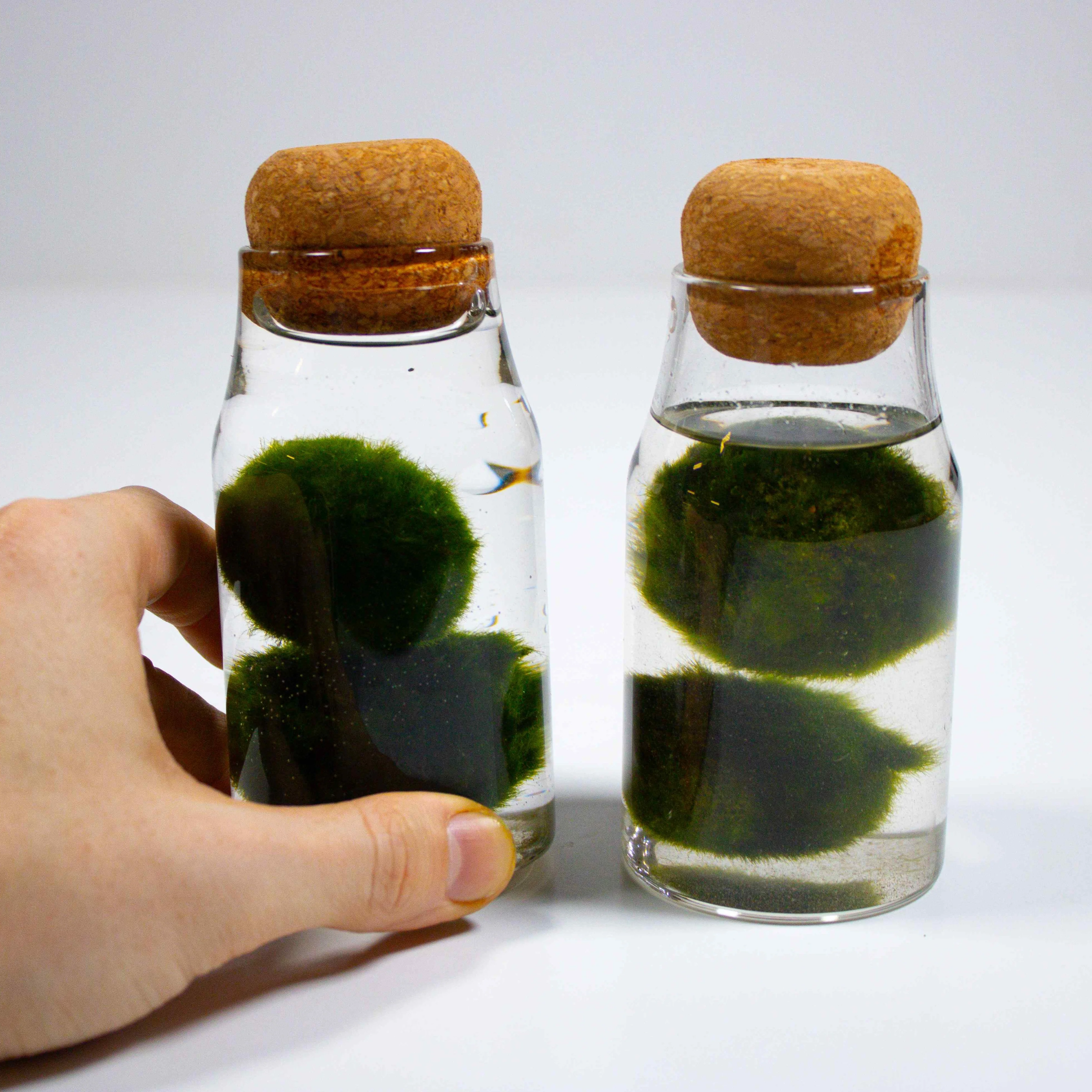 Marimo Moss Ball Aquarium - Image 7