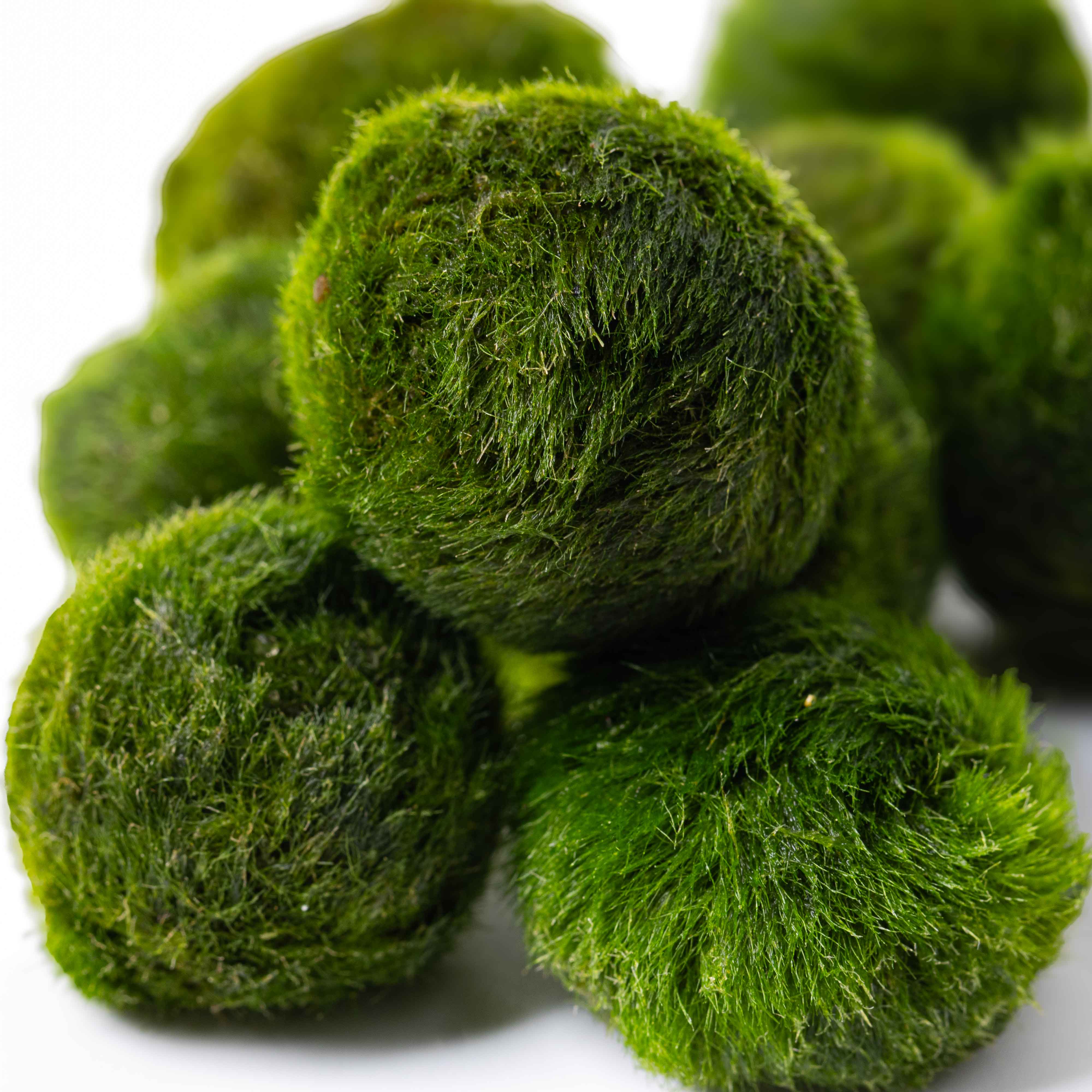 Marimo Moss Balls Mix