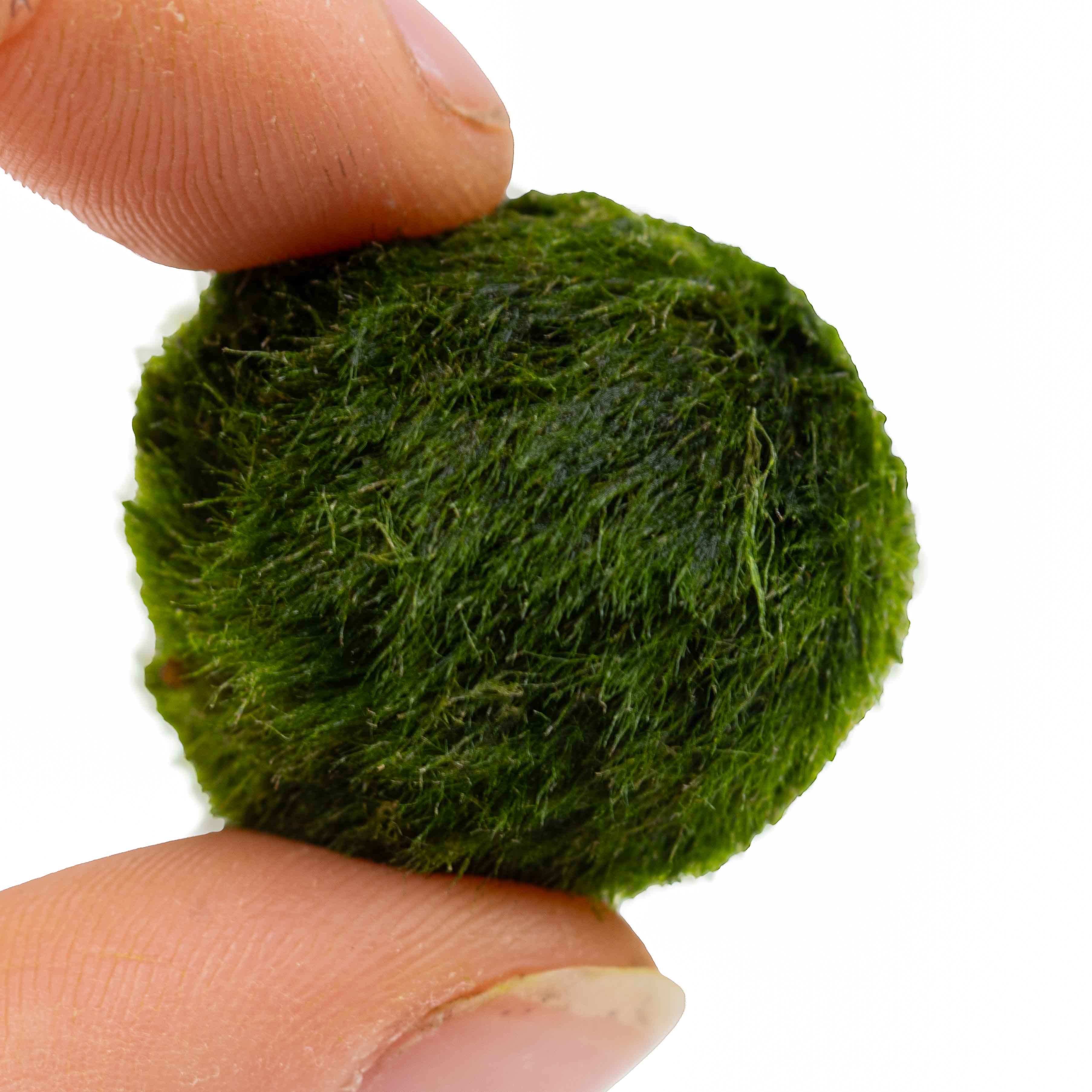 Marimo Moss Balls Mix - Image 2