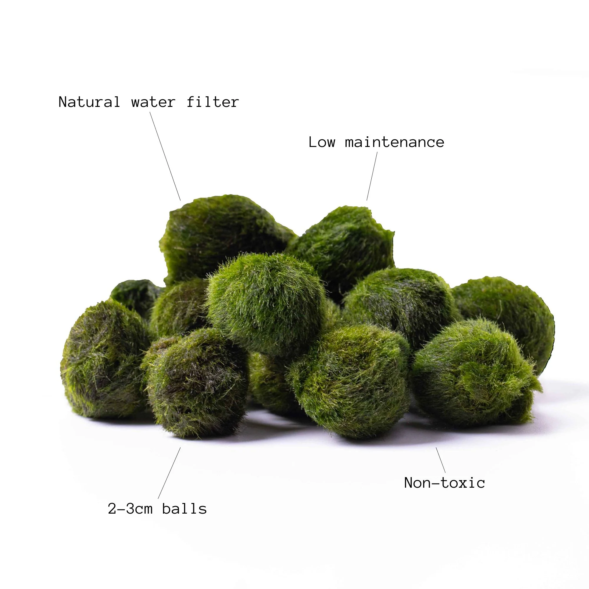 Marimo Moss Balls Mix - Image 3