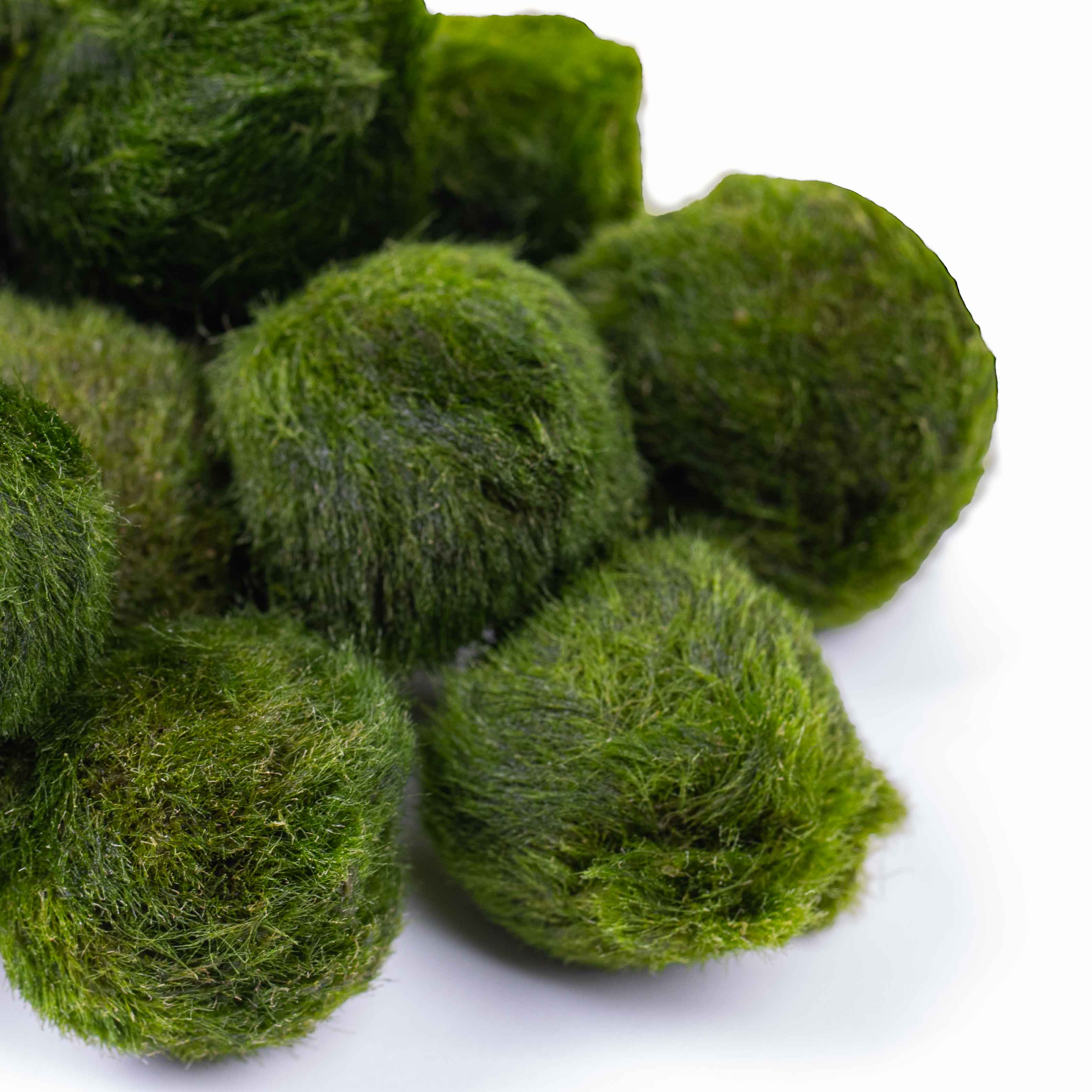 Marimo Moss Balls Mix - Image 4