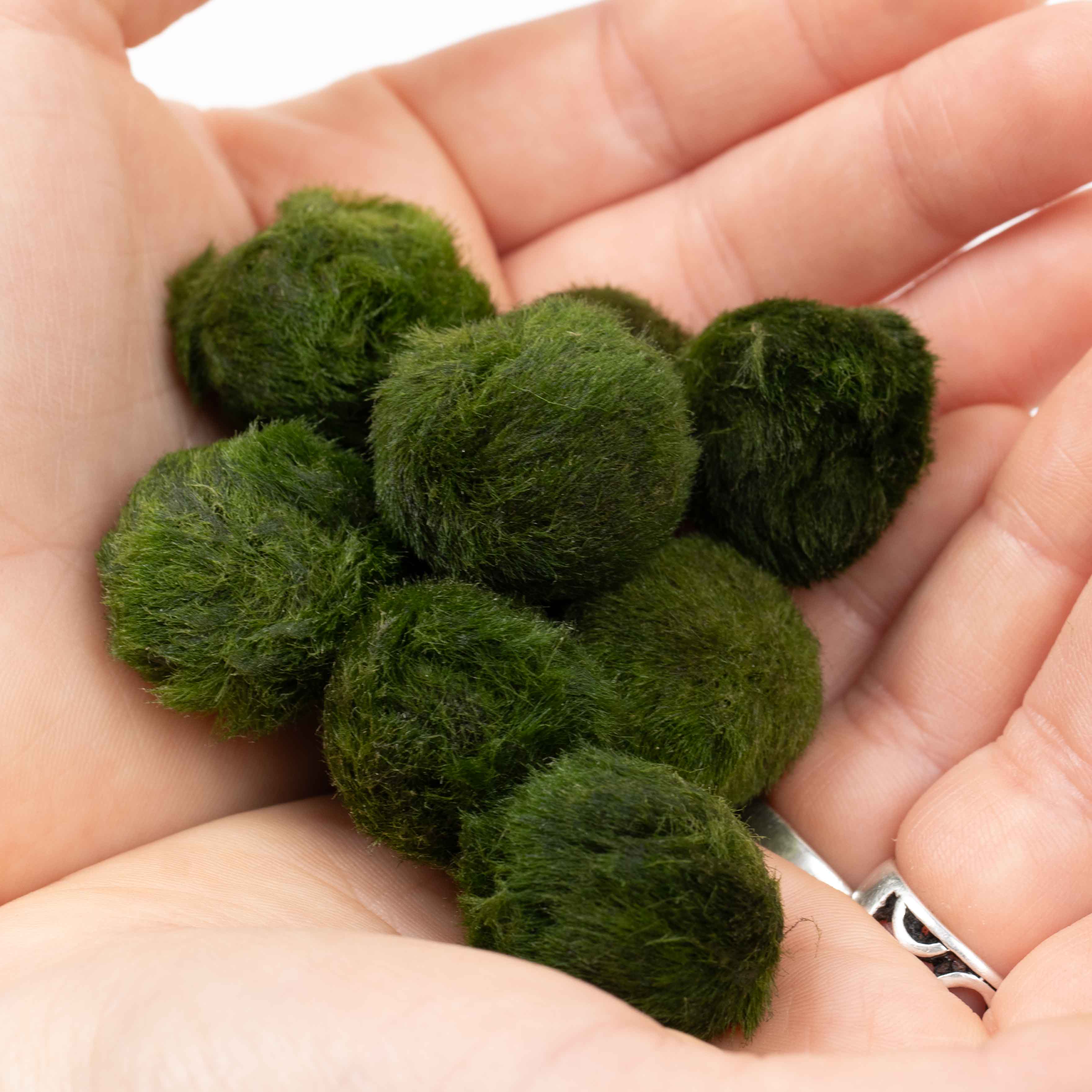 Marimo Moss Balls Mix - Image 5