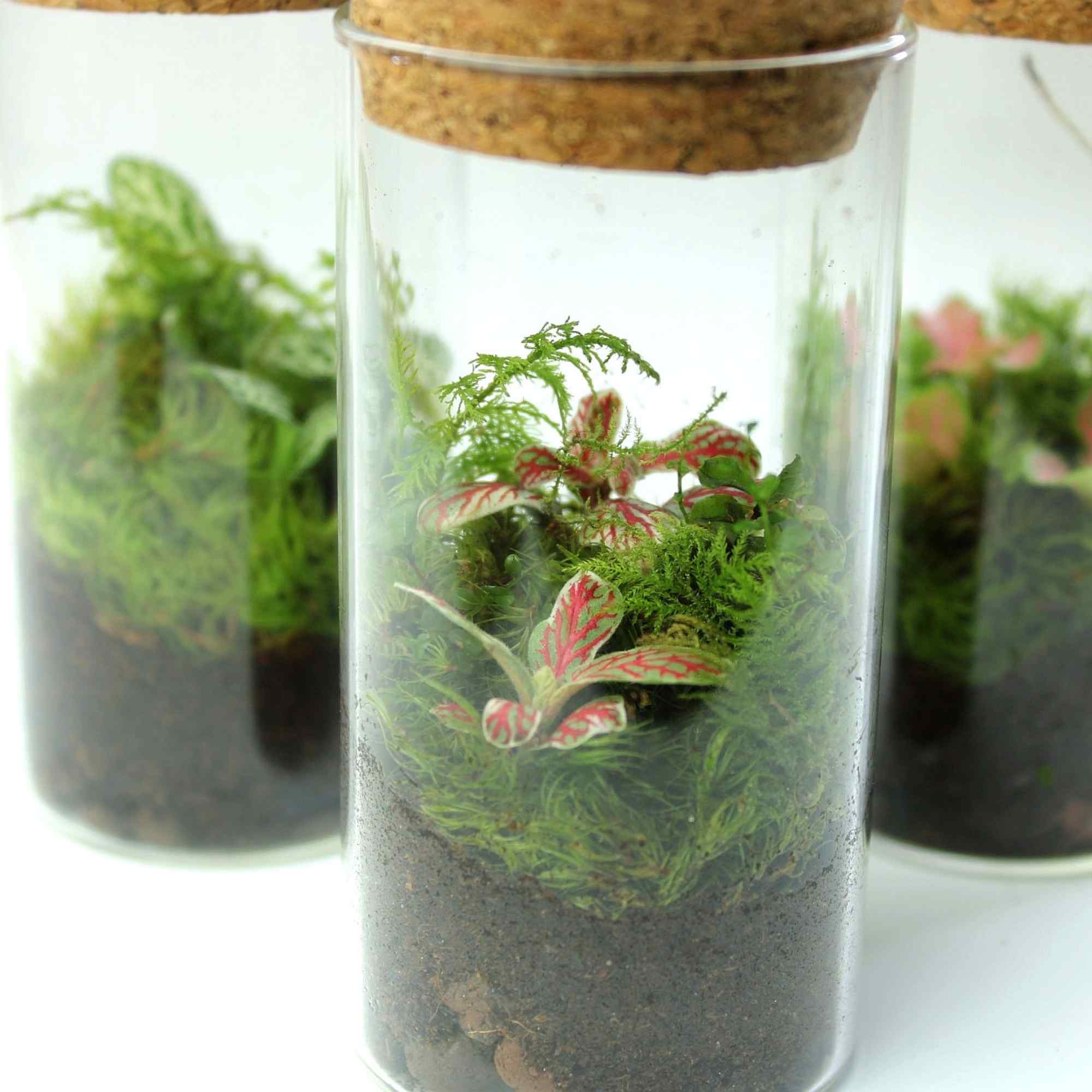 Mini Fittonia Terrarium - Image 3