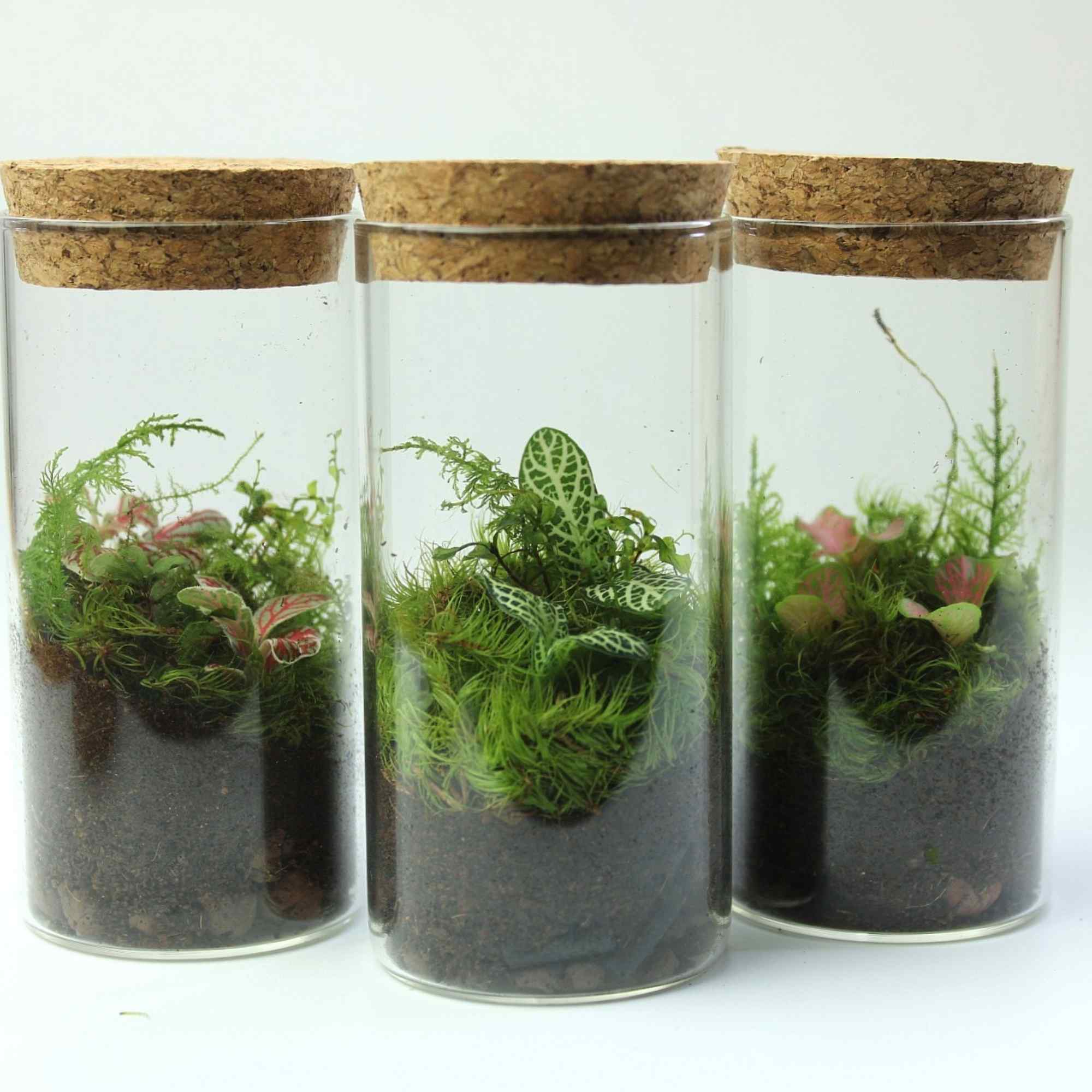 Mini Fittonia Terrarium - Image 4
