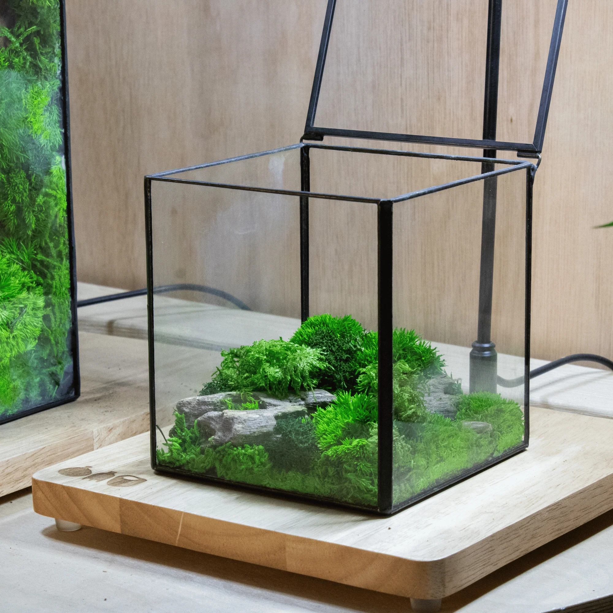 Mini Moss Cube - Image 3