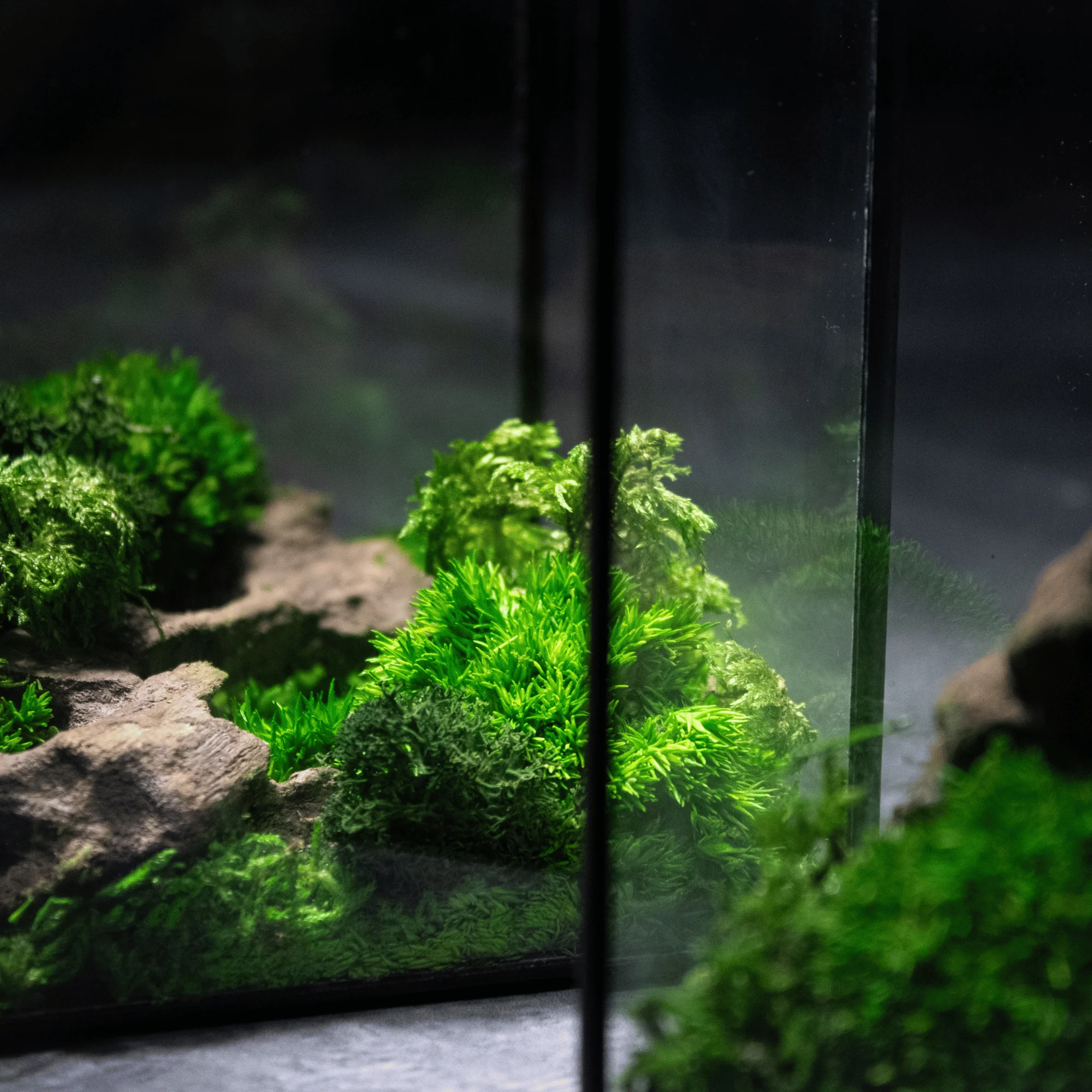Mini Moss Cube - Image 4
