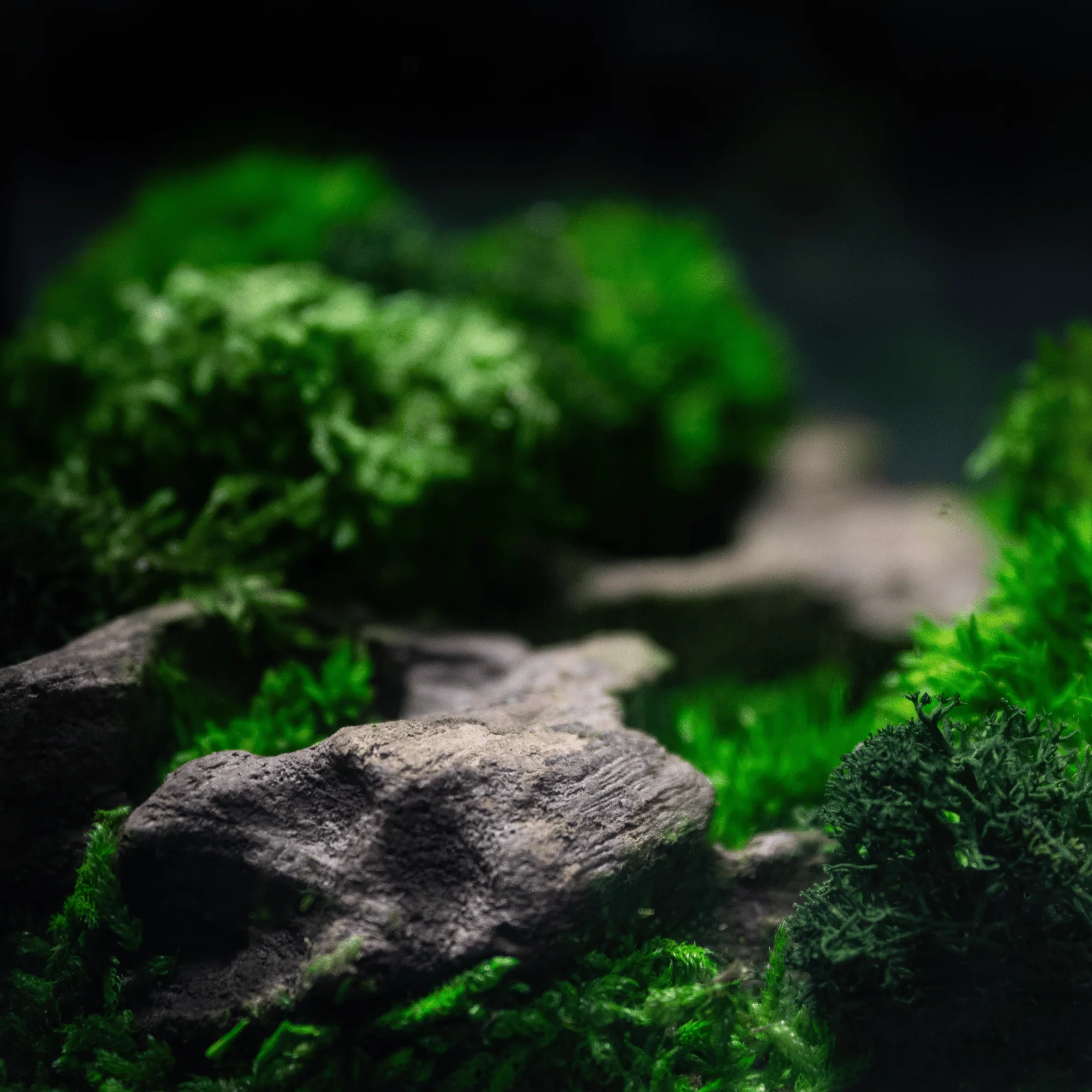 Mini Moss Cube - Image 5