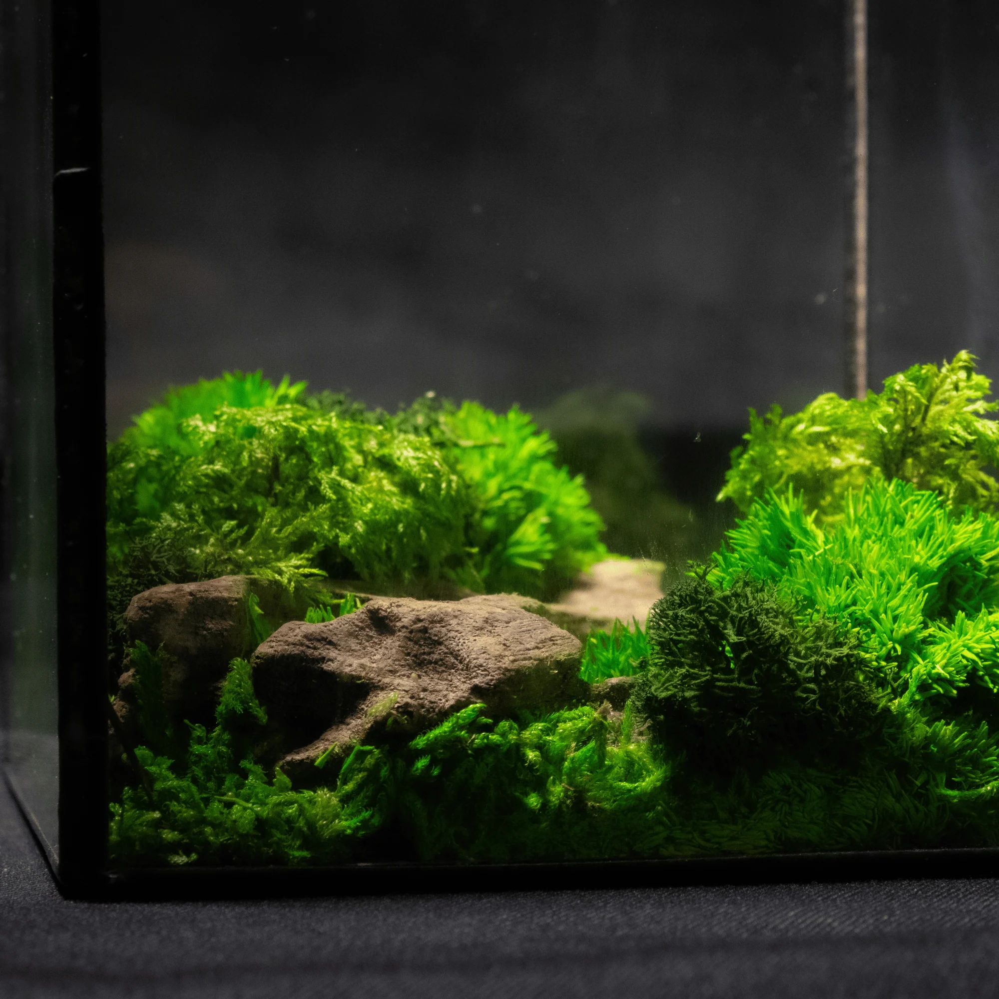 Mini Moss Cube - Image 6
