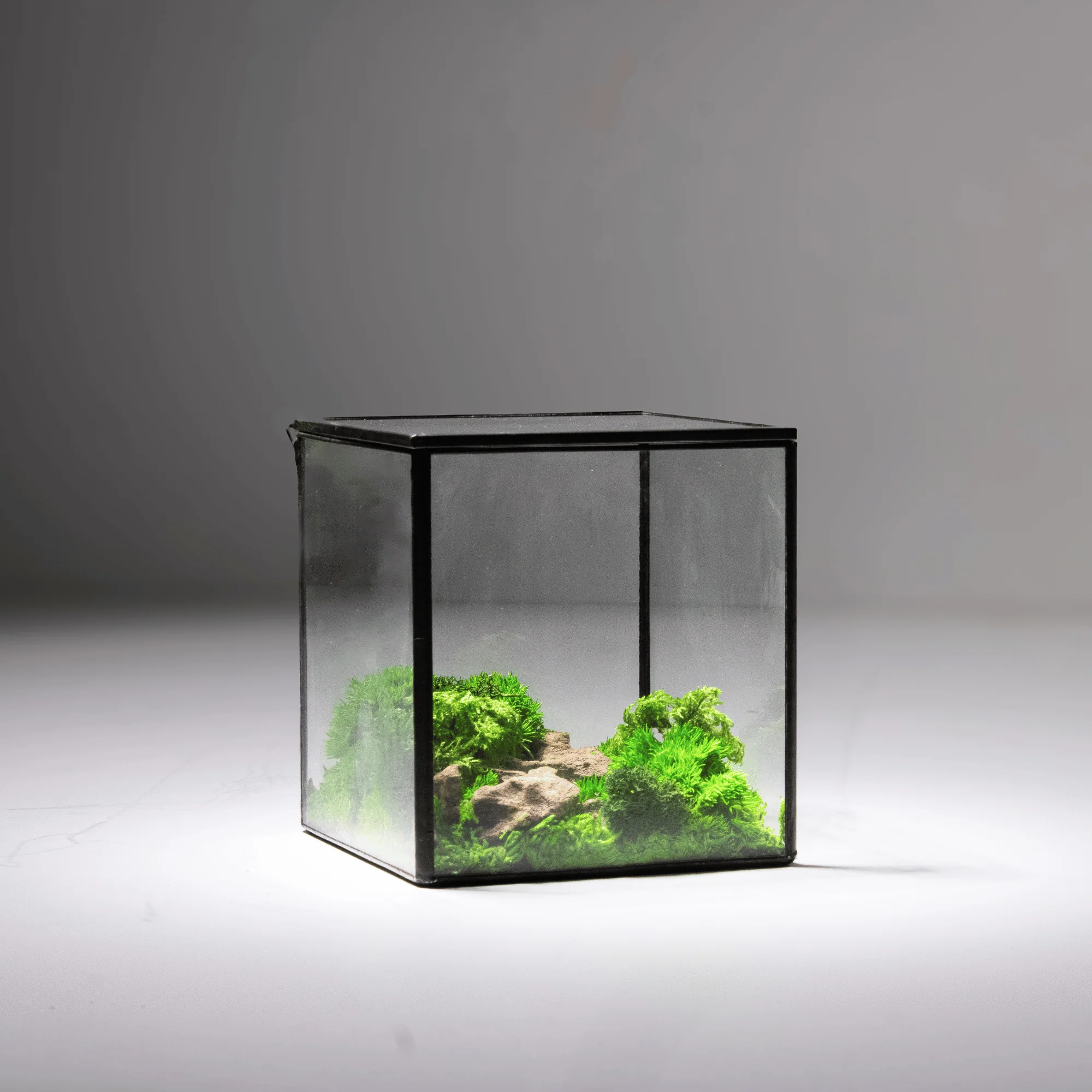 Mini Moss Cube - Image 8