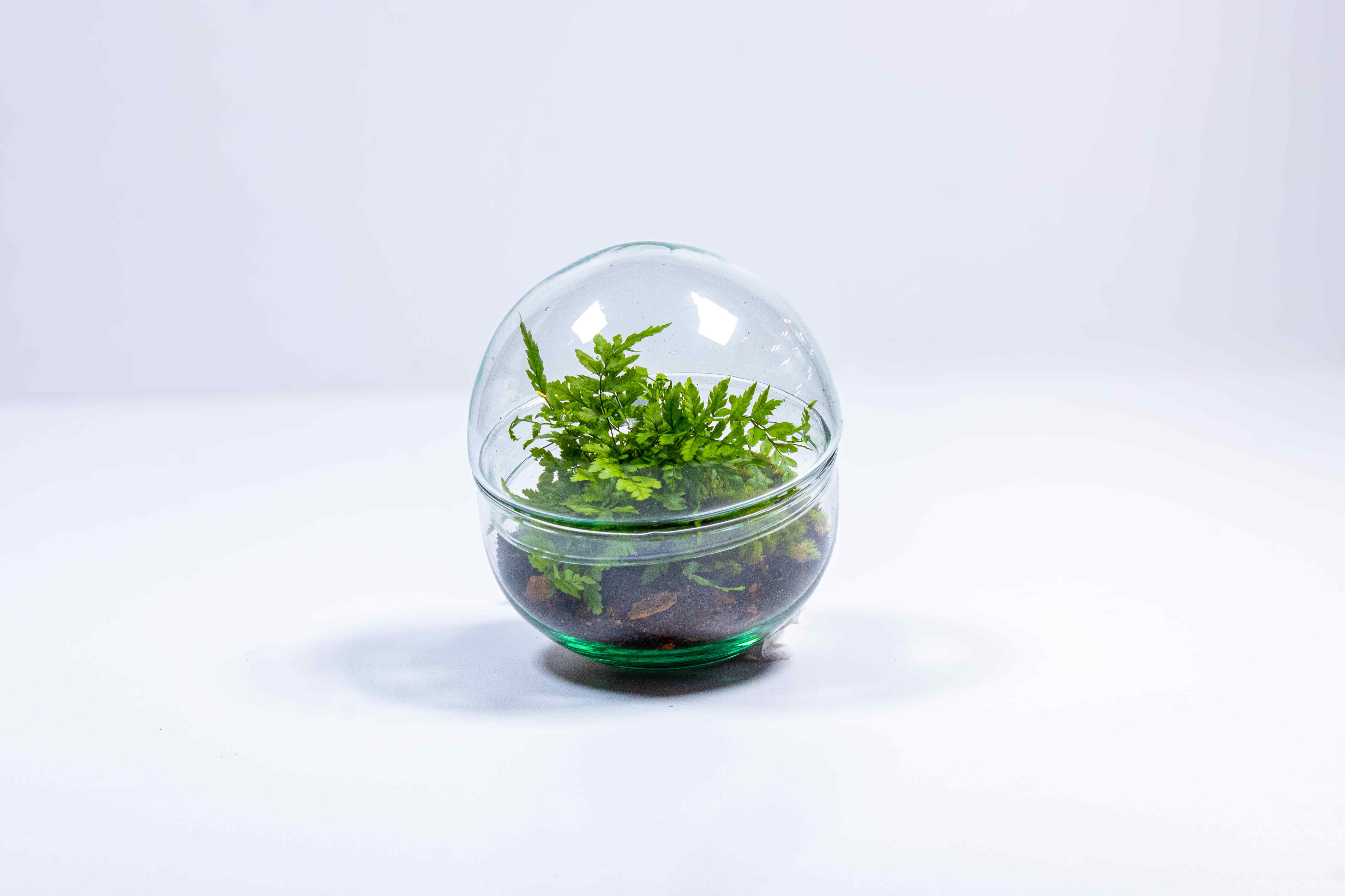 Mini Orb Terrarium Kit - Image 10