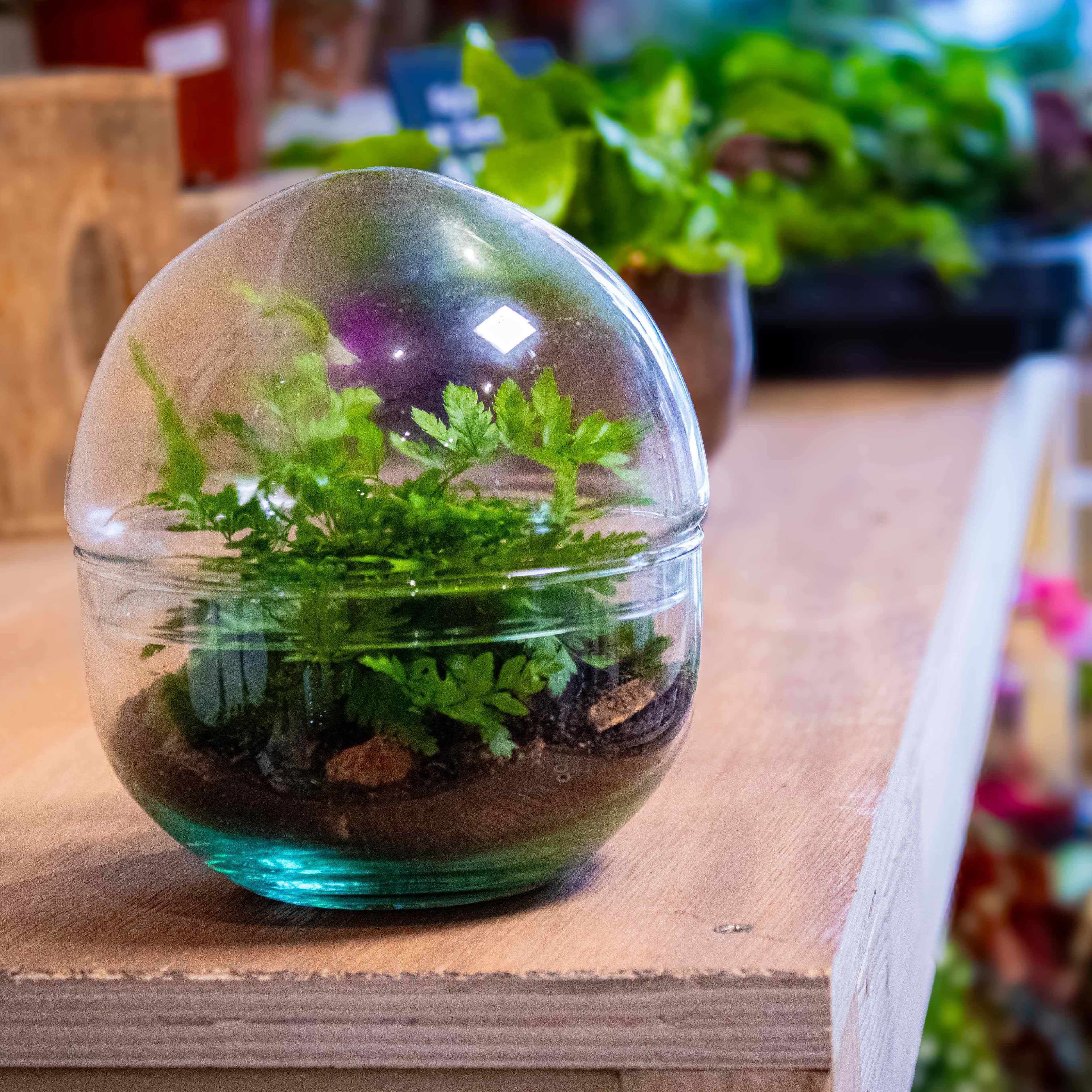 Mini Orb Terrarium Kit - Image 3