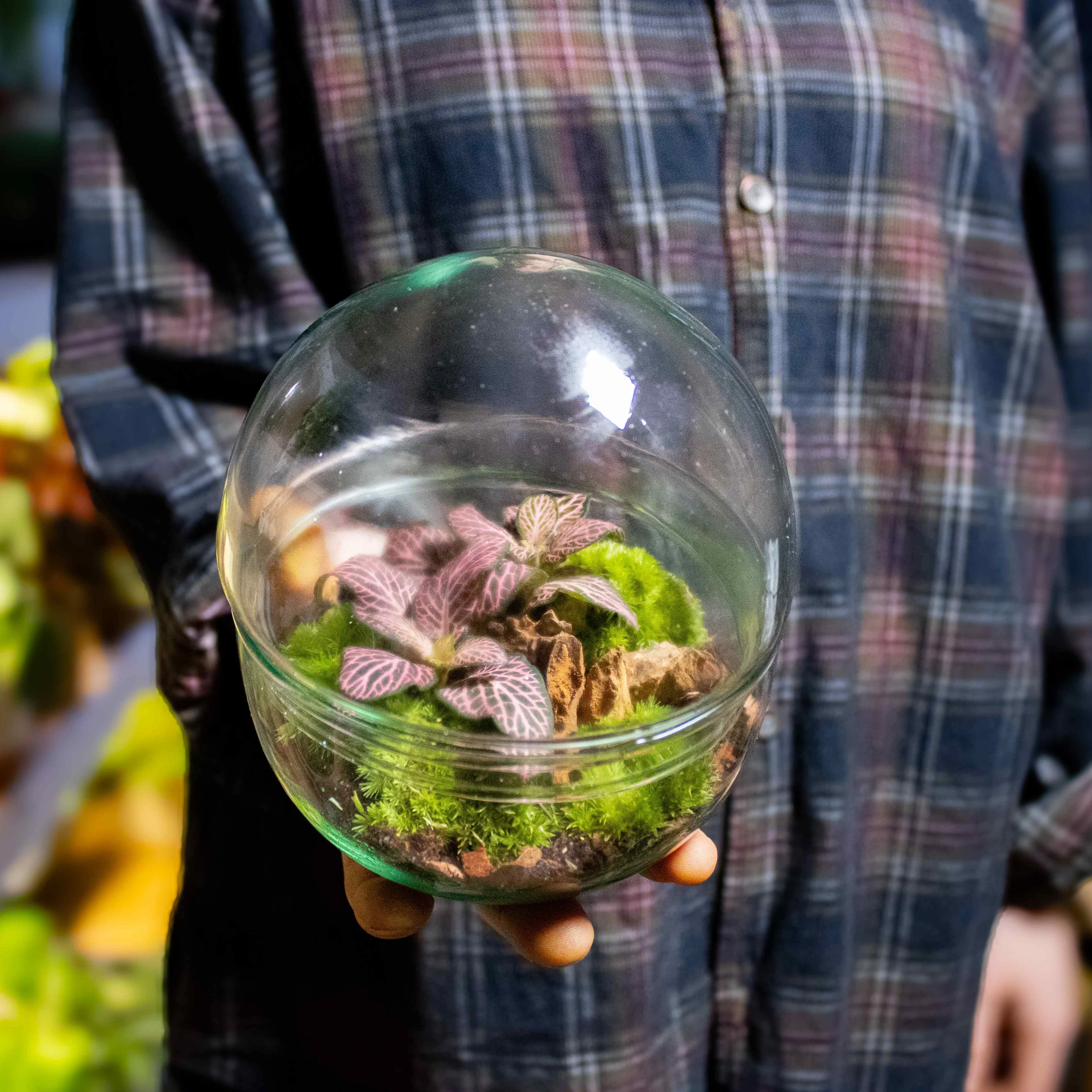 Mini Orb Terrarium Kit - Image 4