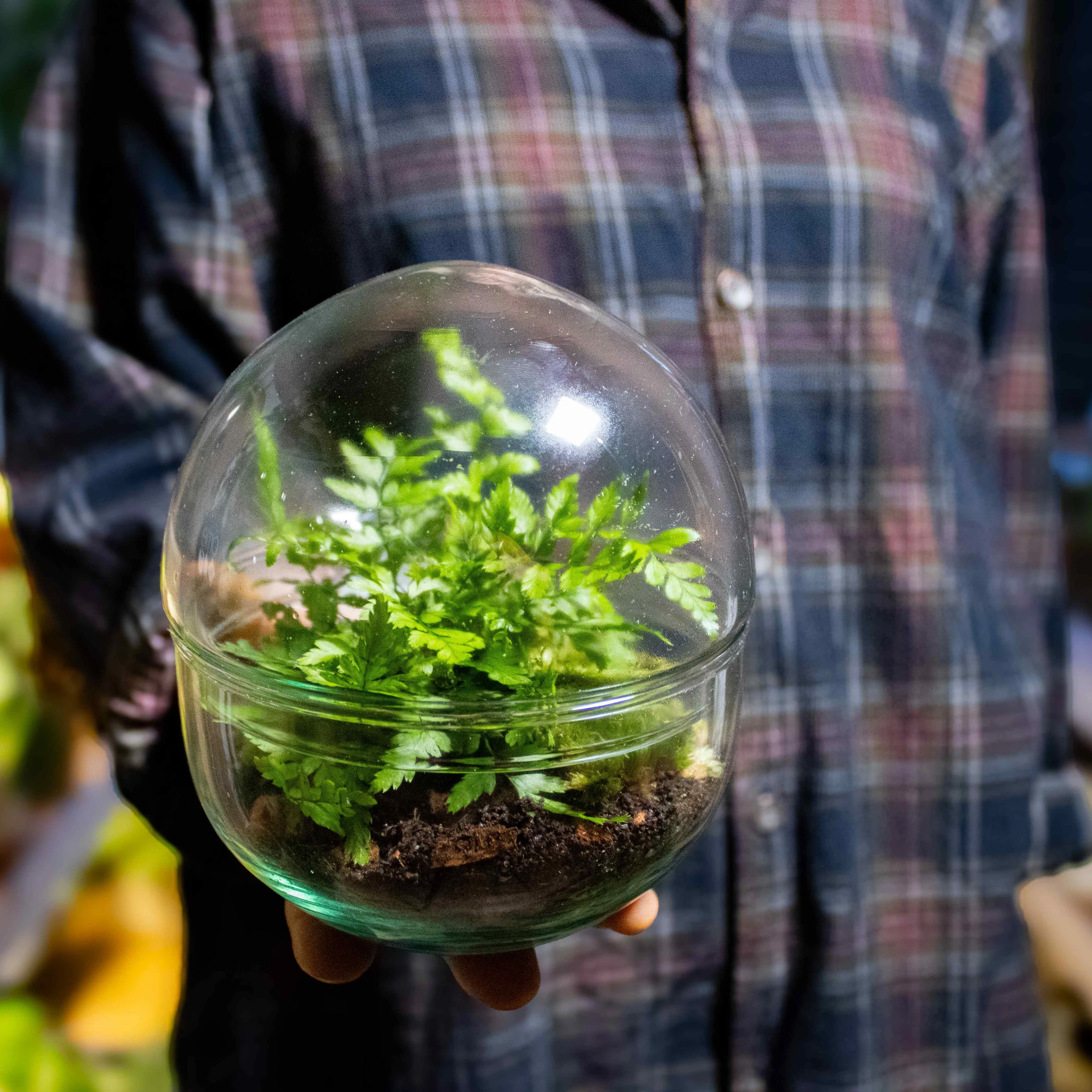 Mini Orb Terrarium Kit - Image 5