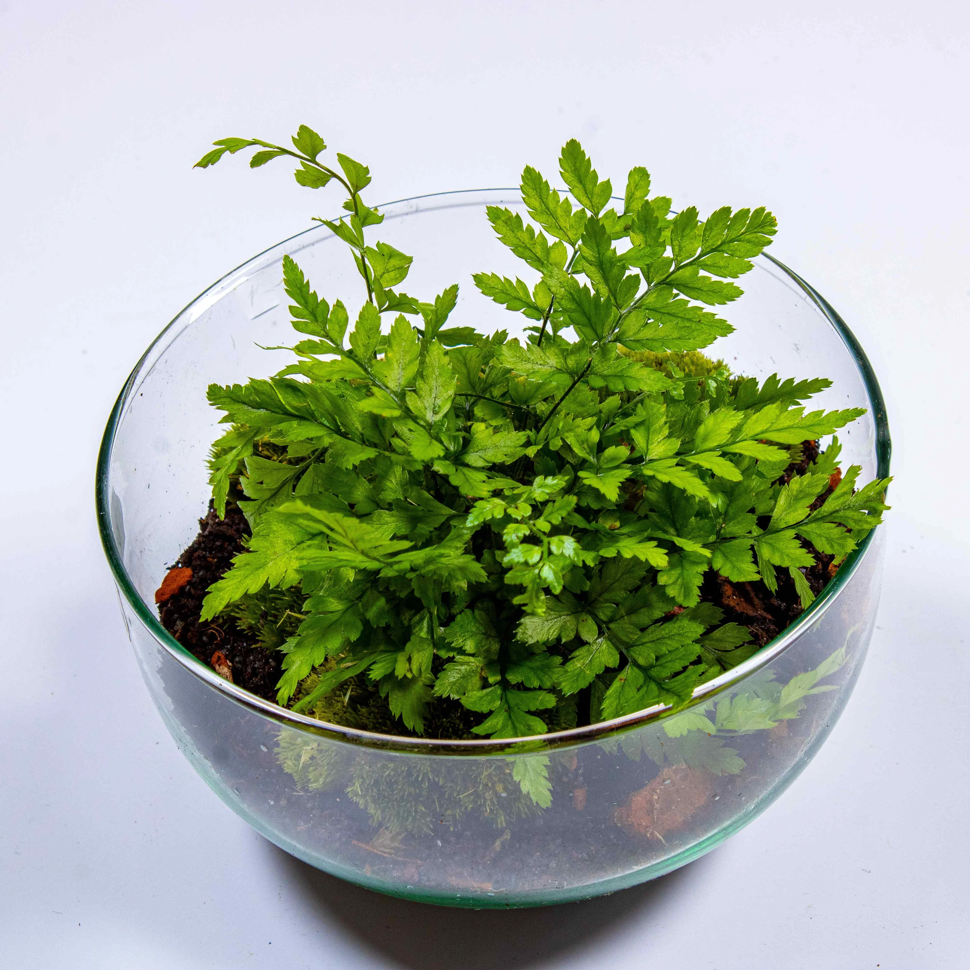 Mini Orb Terrarium Kit - Image 7