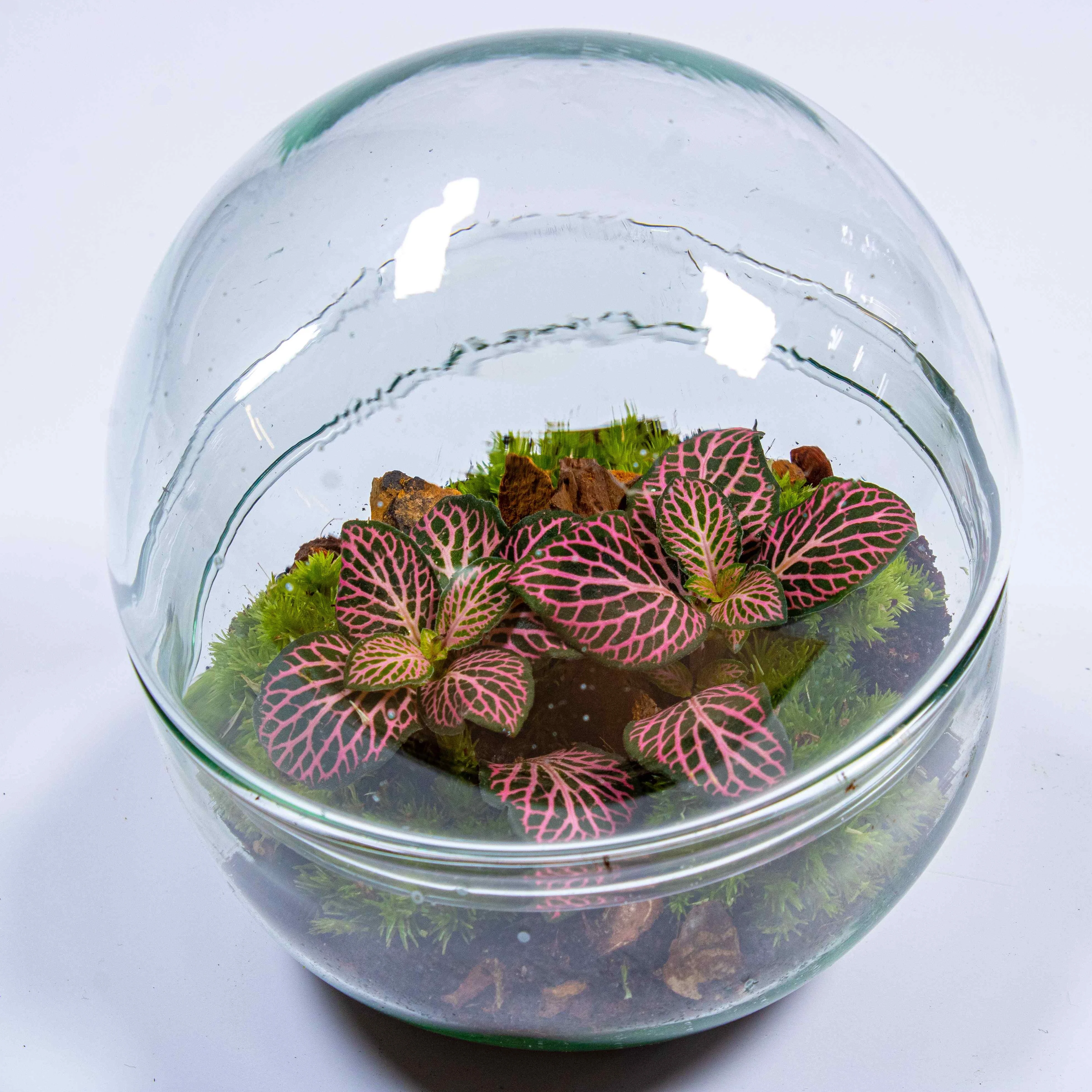 Mini Orb Terrarium Kit - Image 8