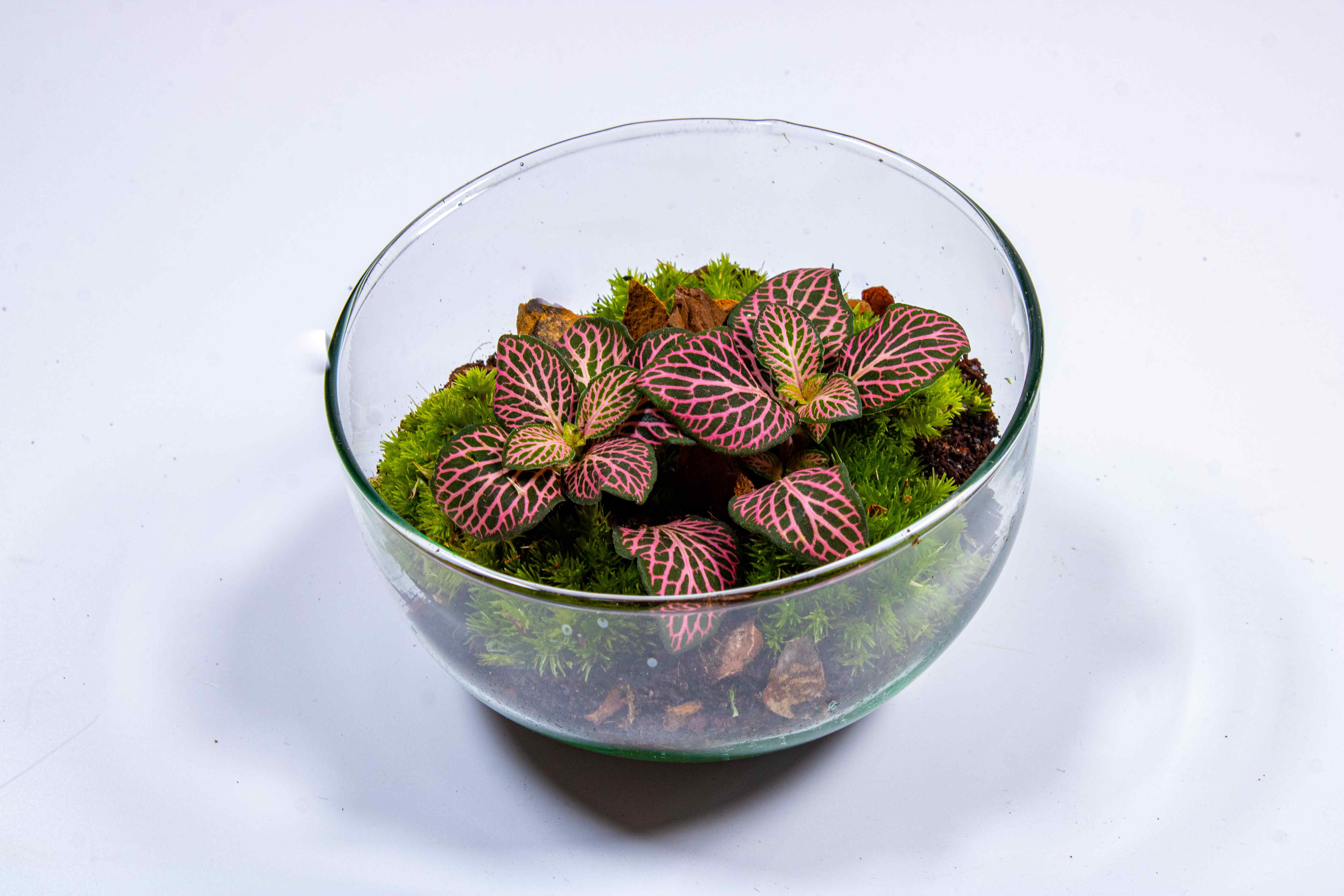 Mini Orb Terrarium Kit - Image 9