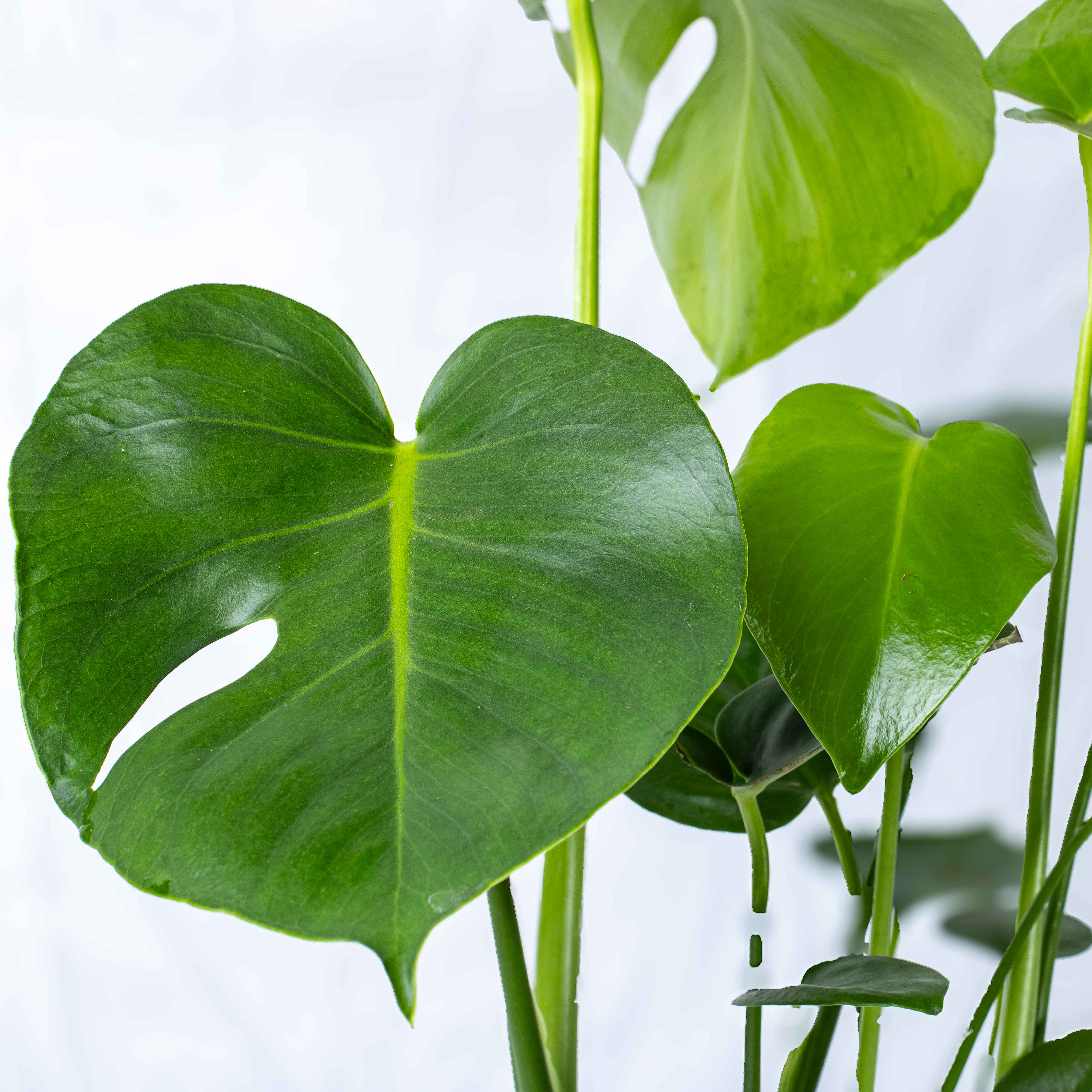 Monstera deliciosa (Swiss Cheese Plant) 17cm - Image 3