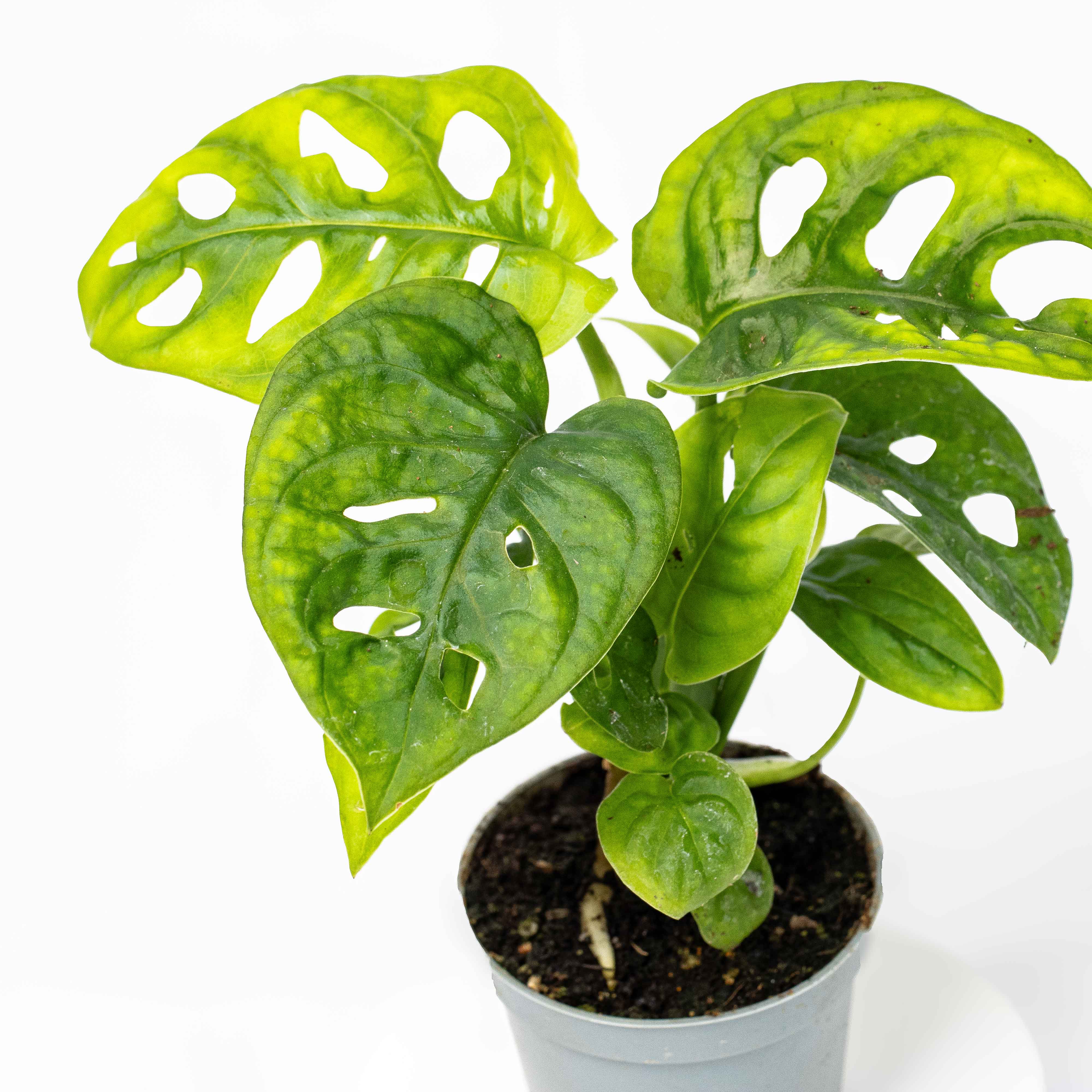 Monstera obliqua (Monkey Leaf) 6cm - Image 3