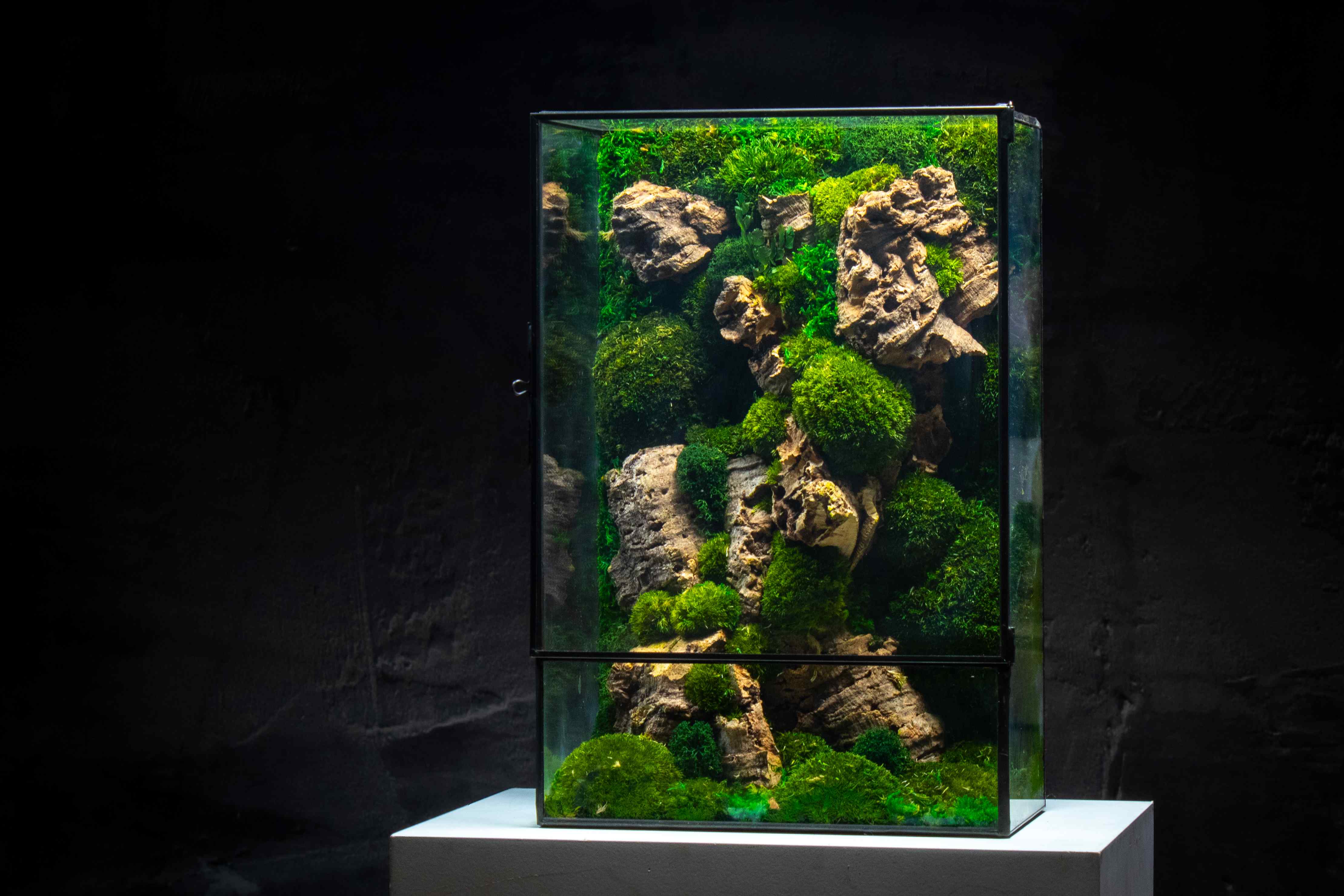Moss Box - Image 3