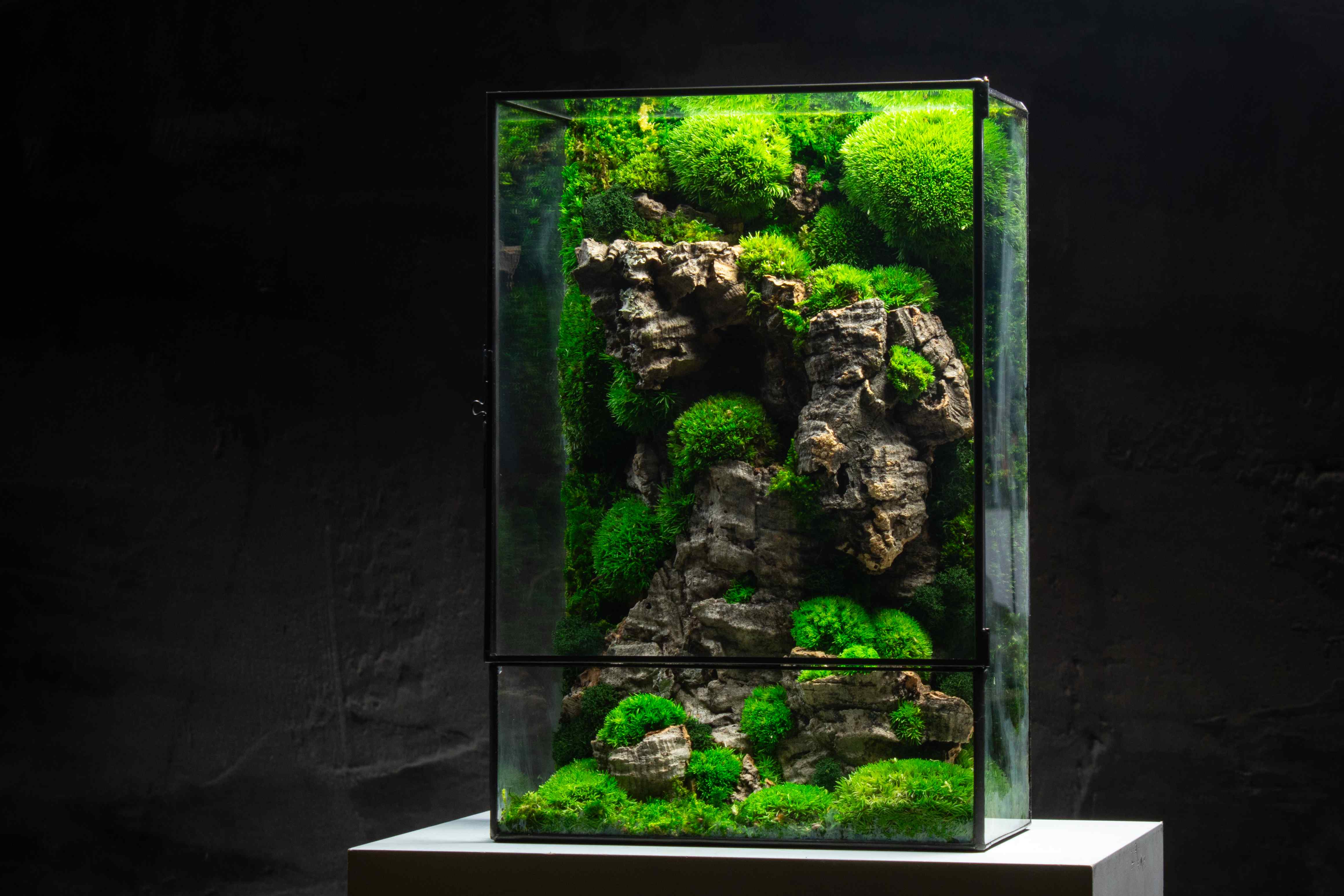 Moss Box - Image 4