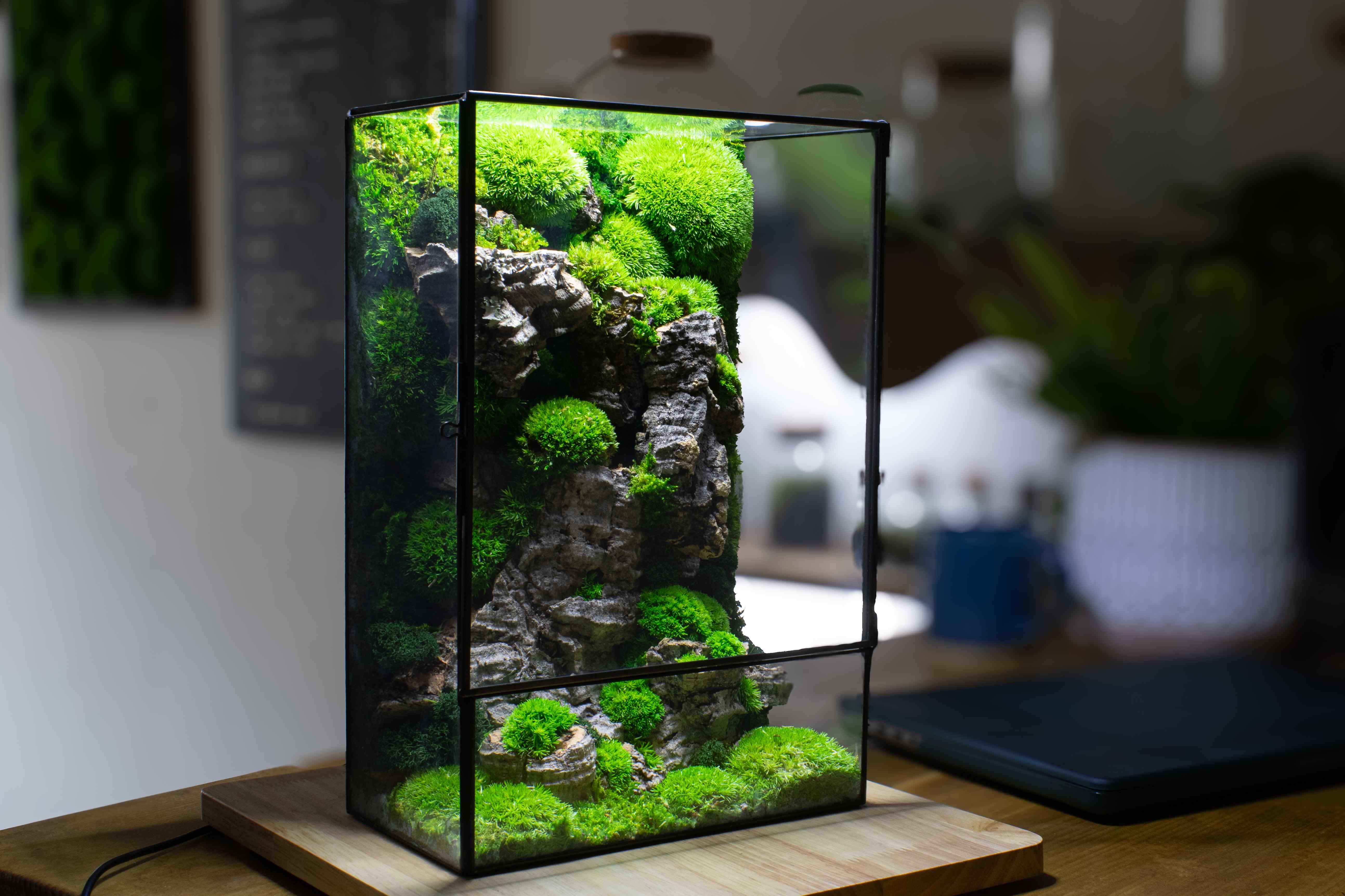 Moss Box - Image 5