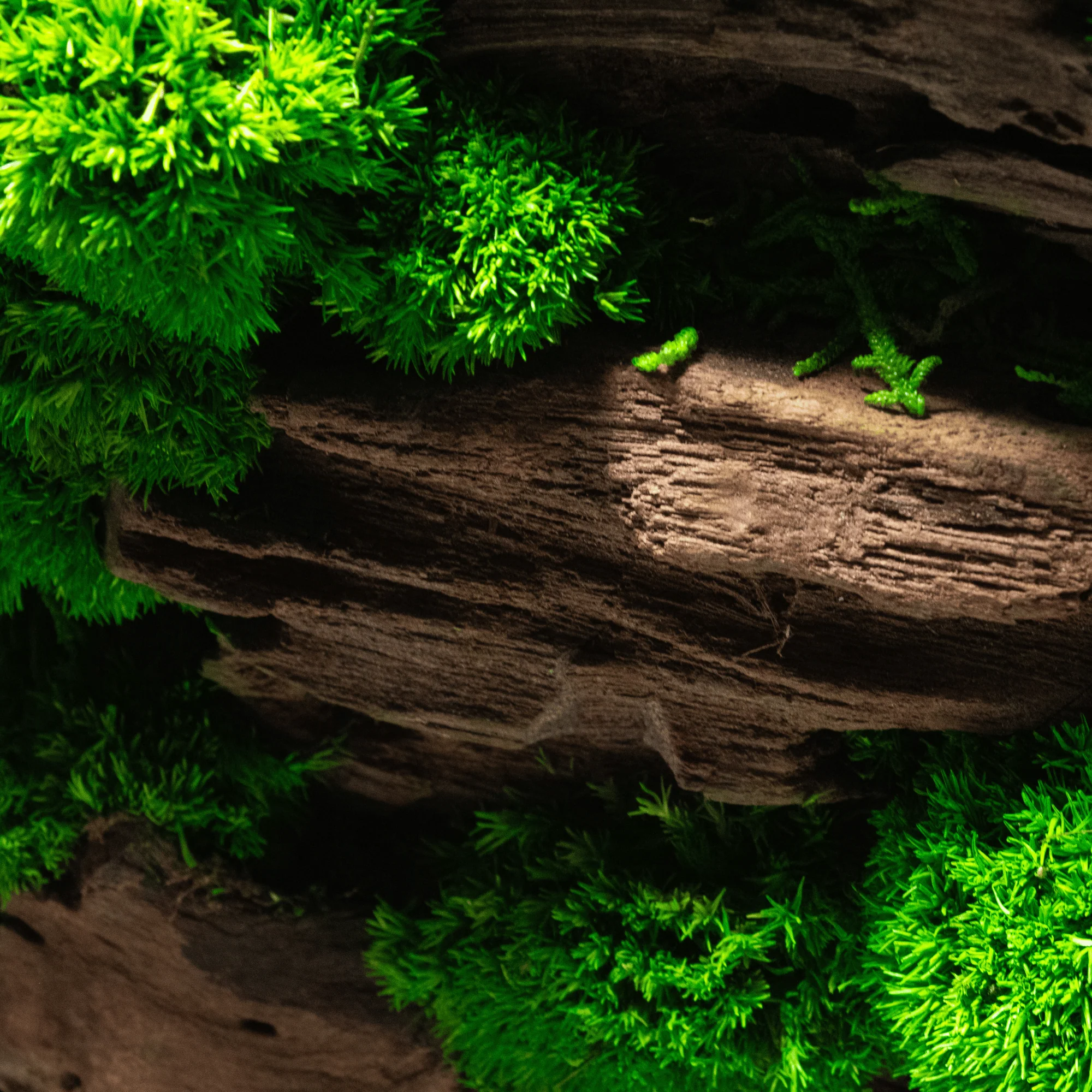 Moss Box V2 - Image 6