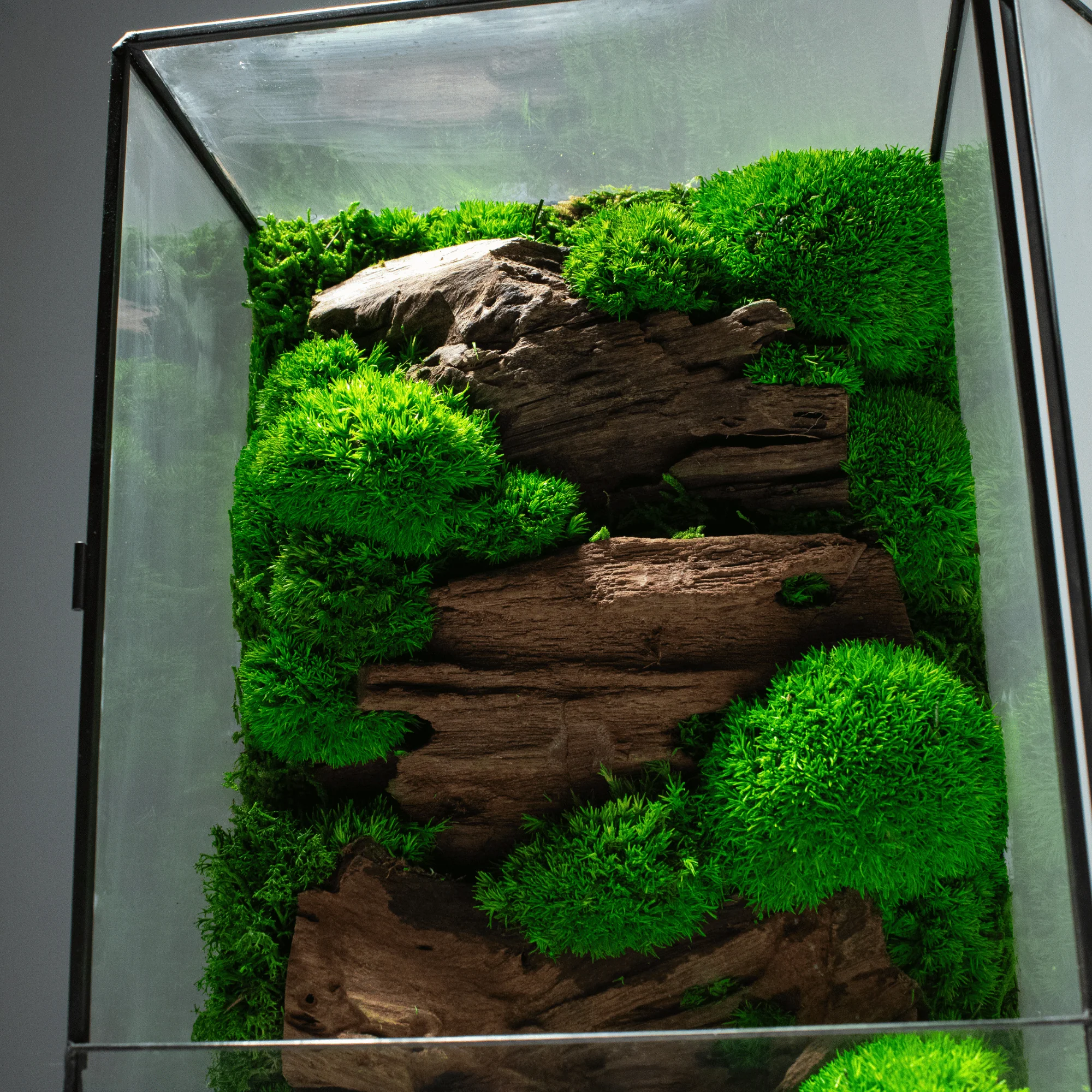 Moss Box V2 - Image 8